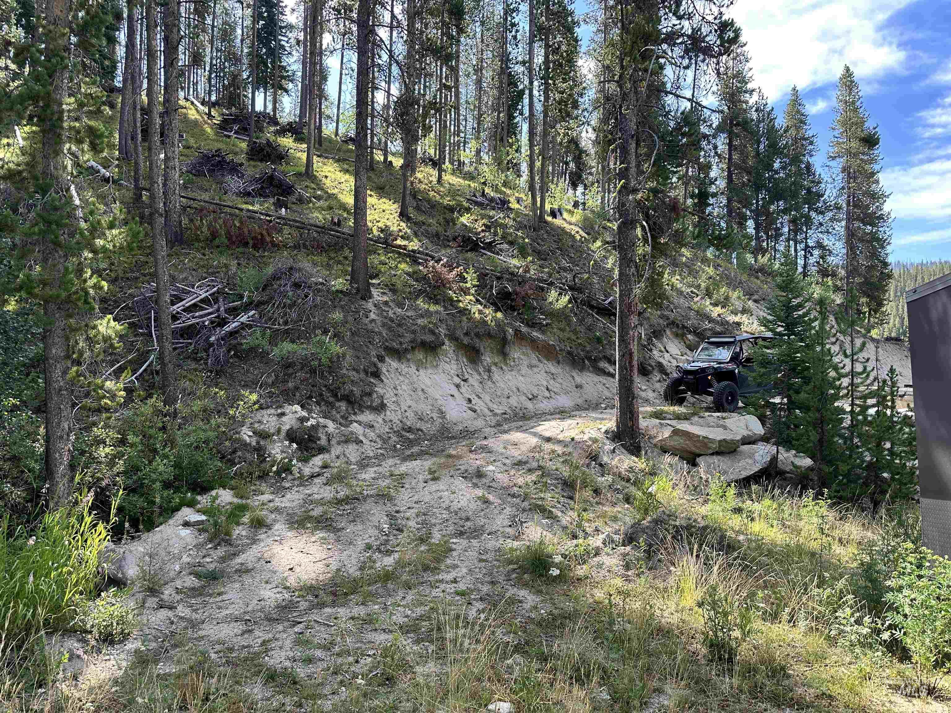 View of tree filled area