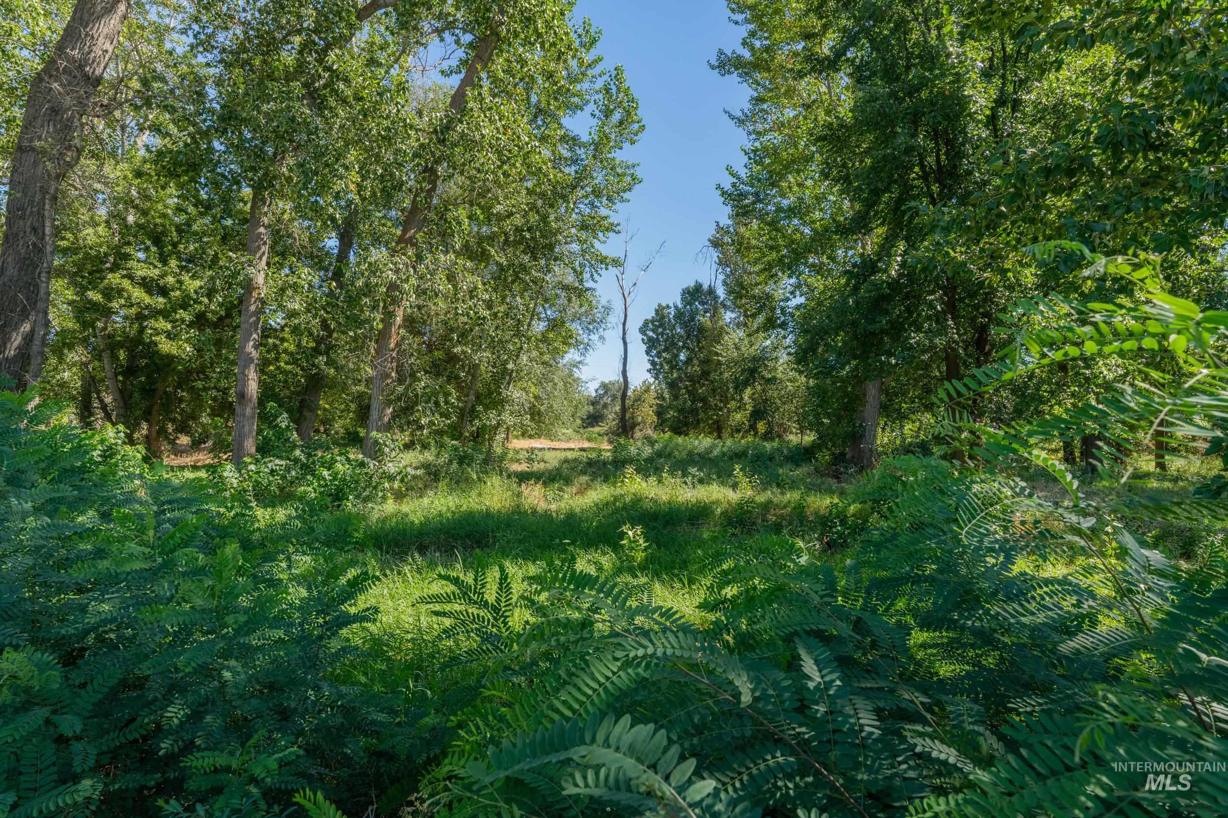 View of local wilderness