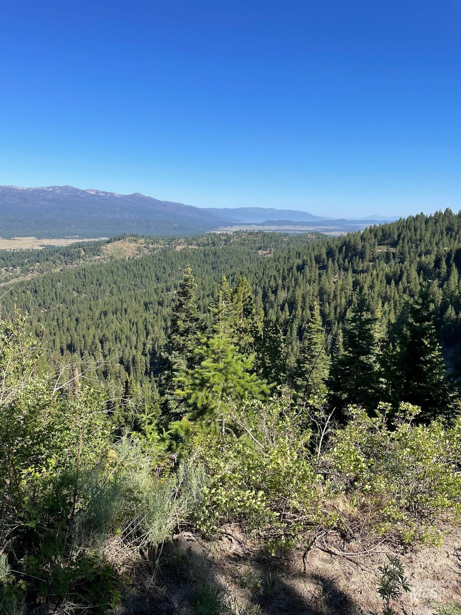 Mountain view with a forest