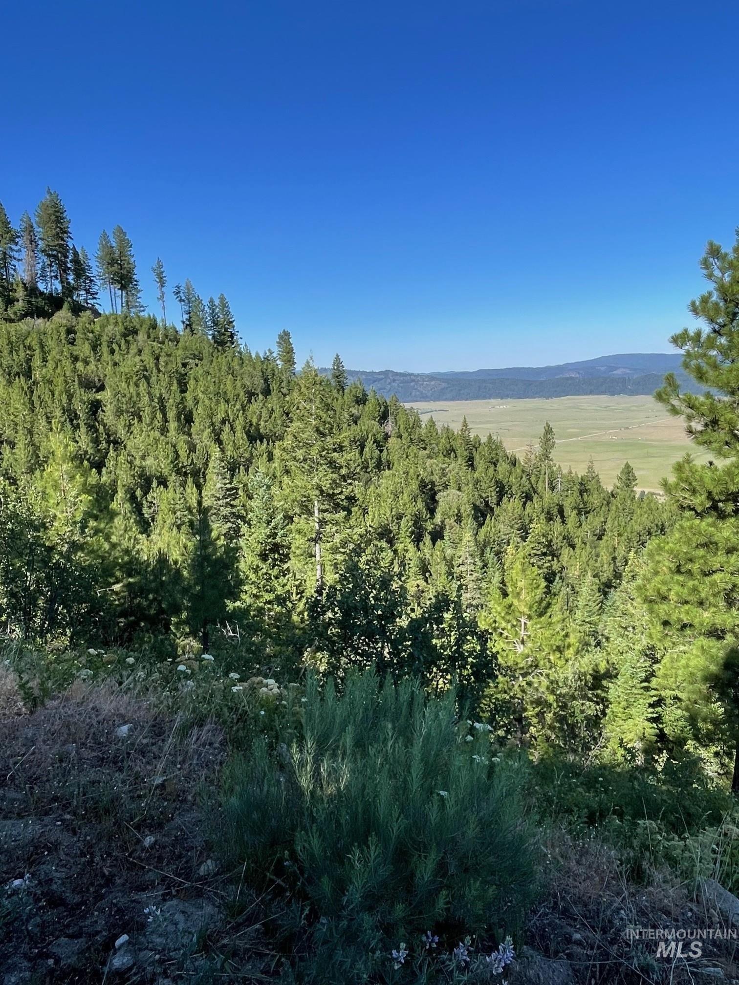 View of local wilderness