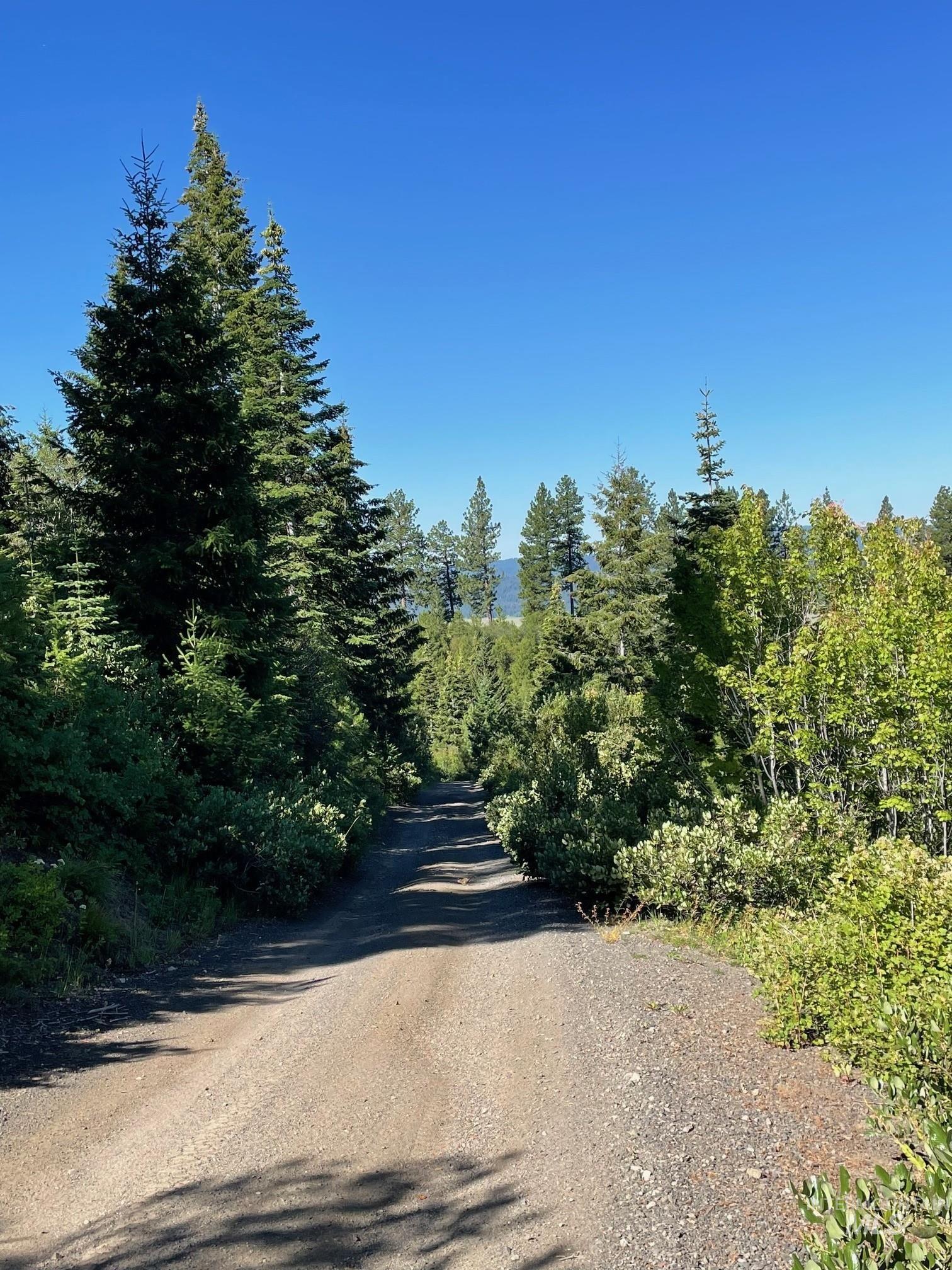 View of dirt / gravel road with a wooded view