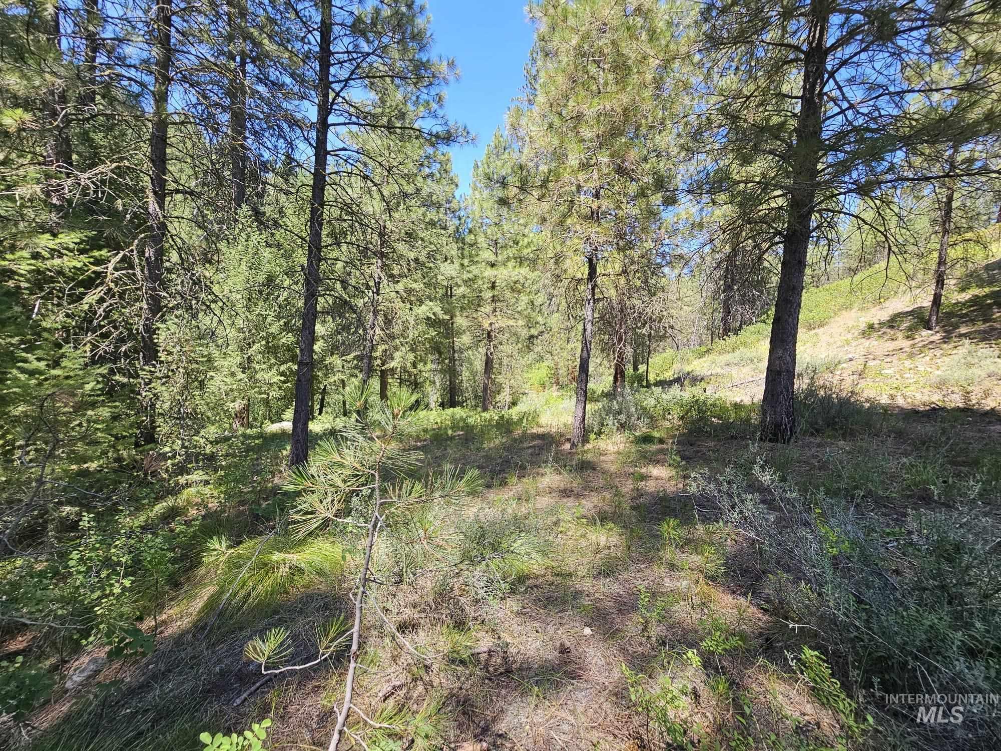View of woods