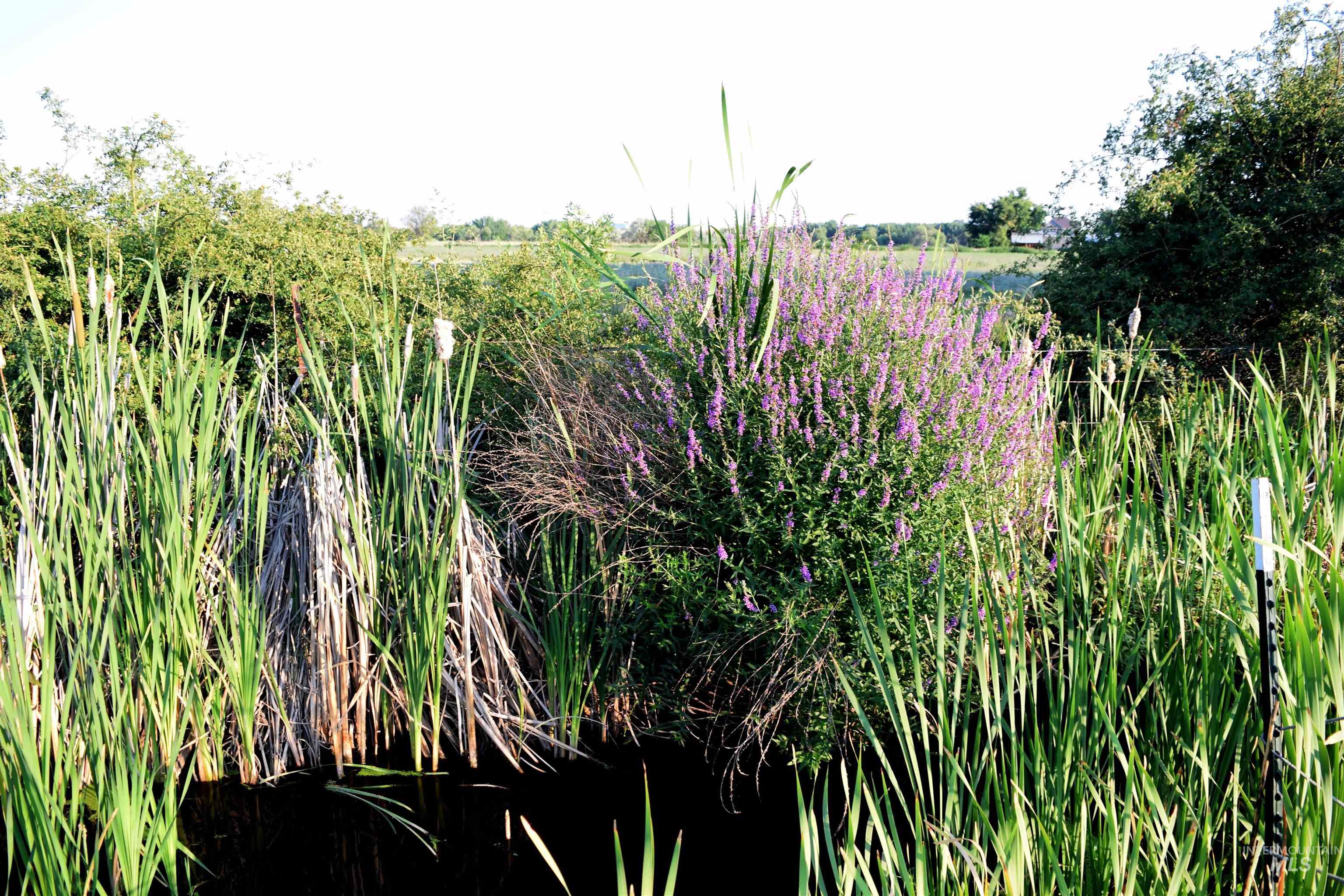 View of nature