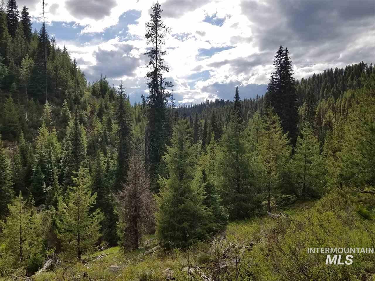 View of tree filled area