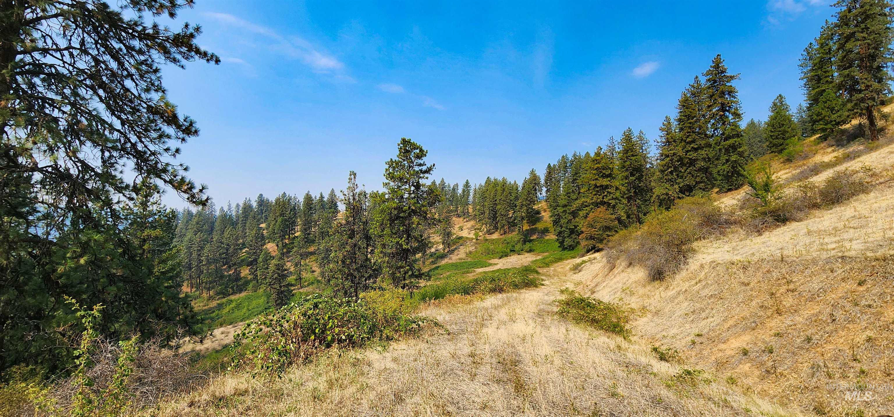 View of tree filled area