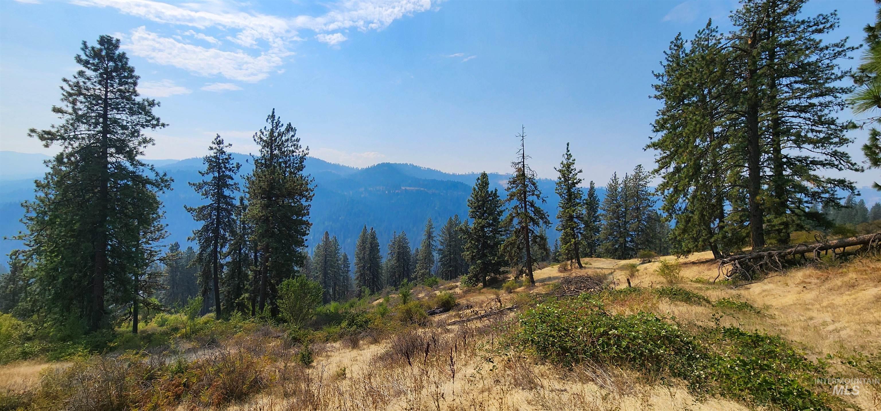 Mountain view with a forest
