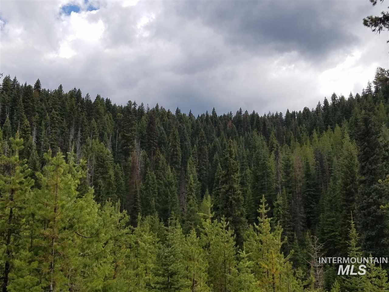View of wooded area