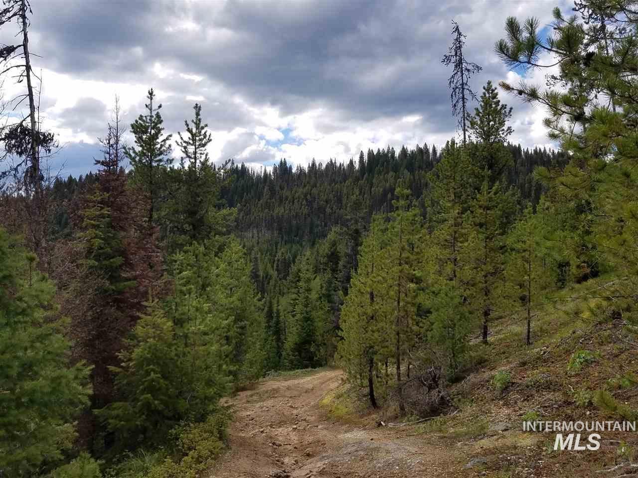 View of woods