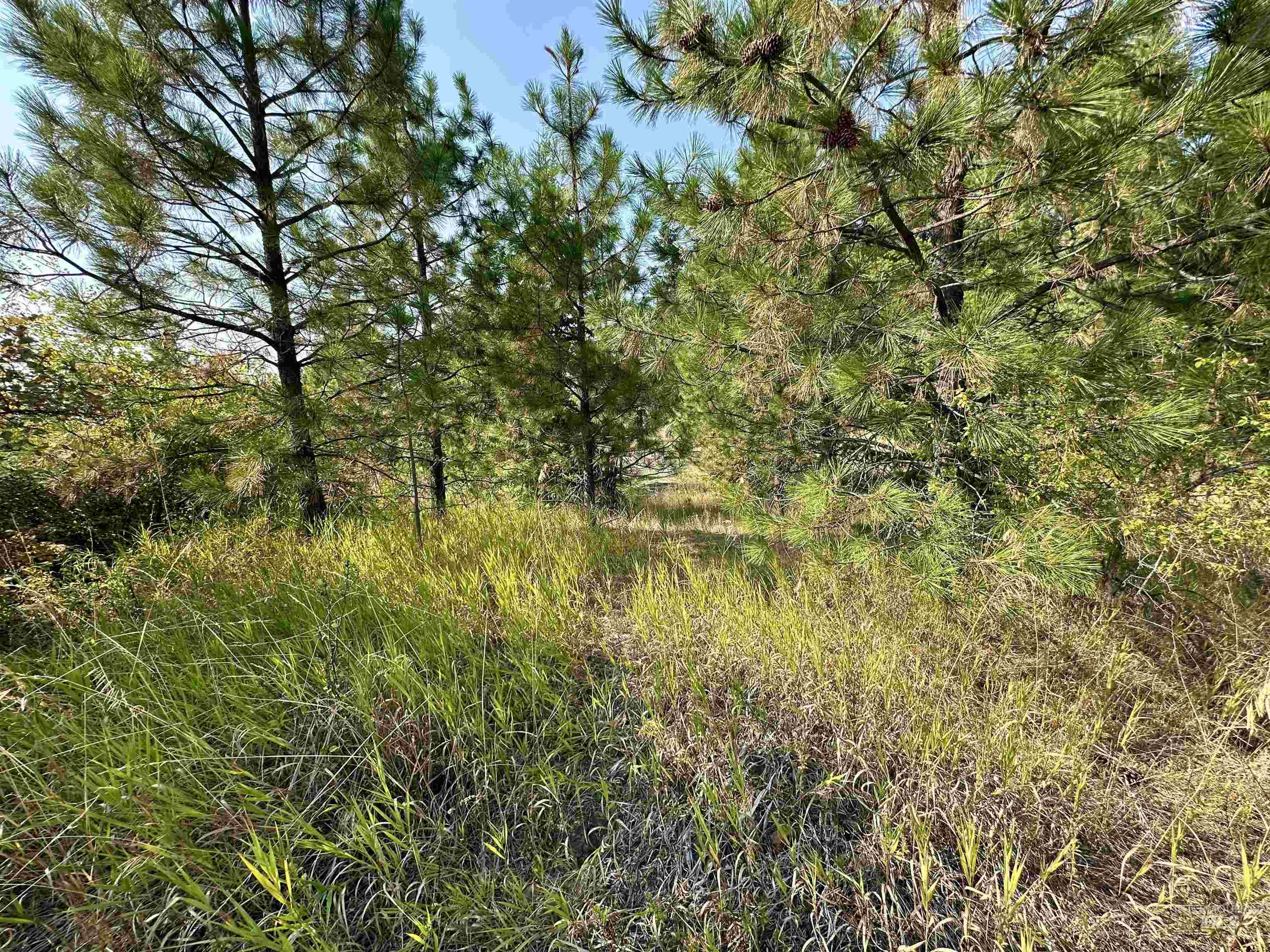 View of nature