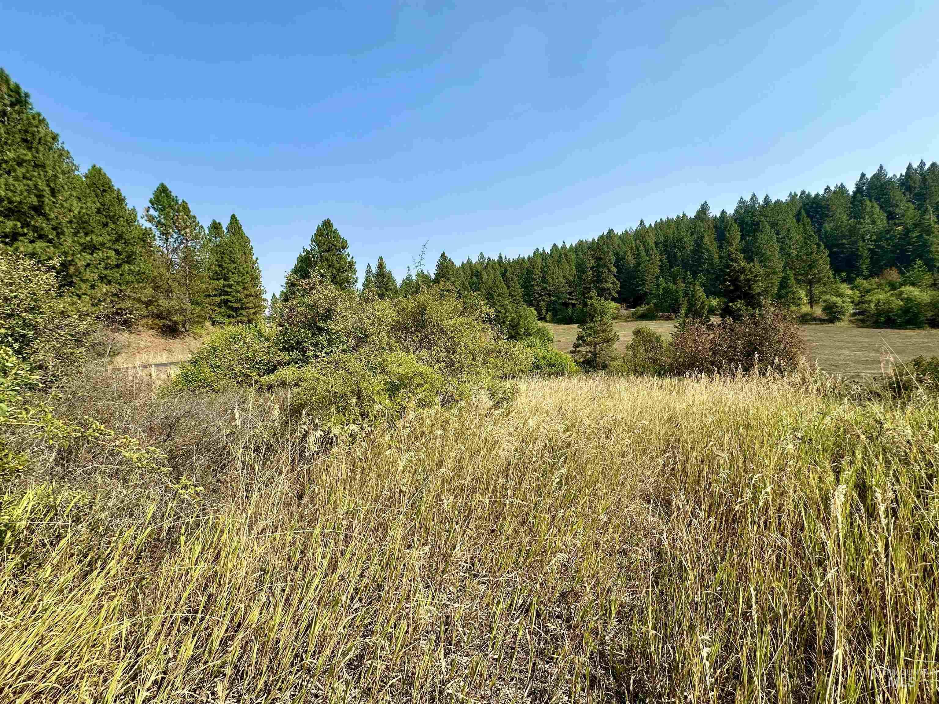 View of tree filled area