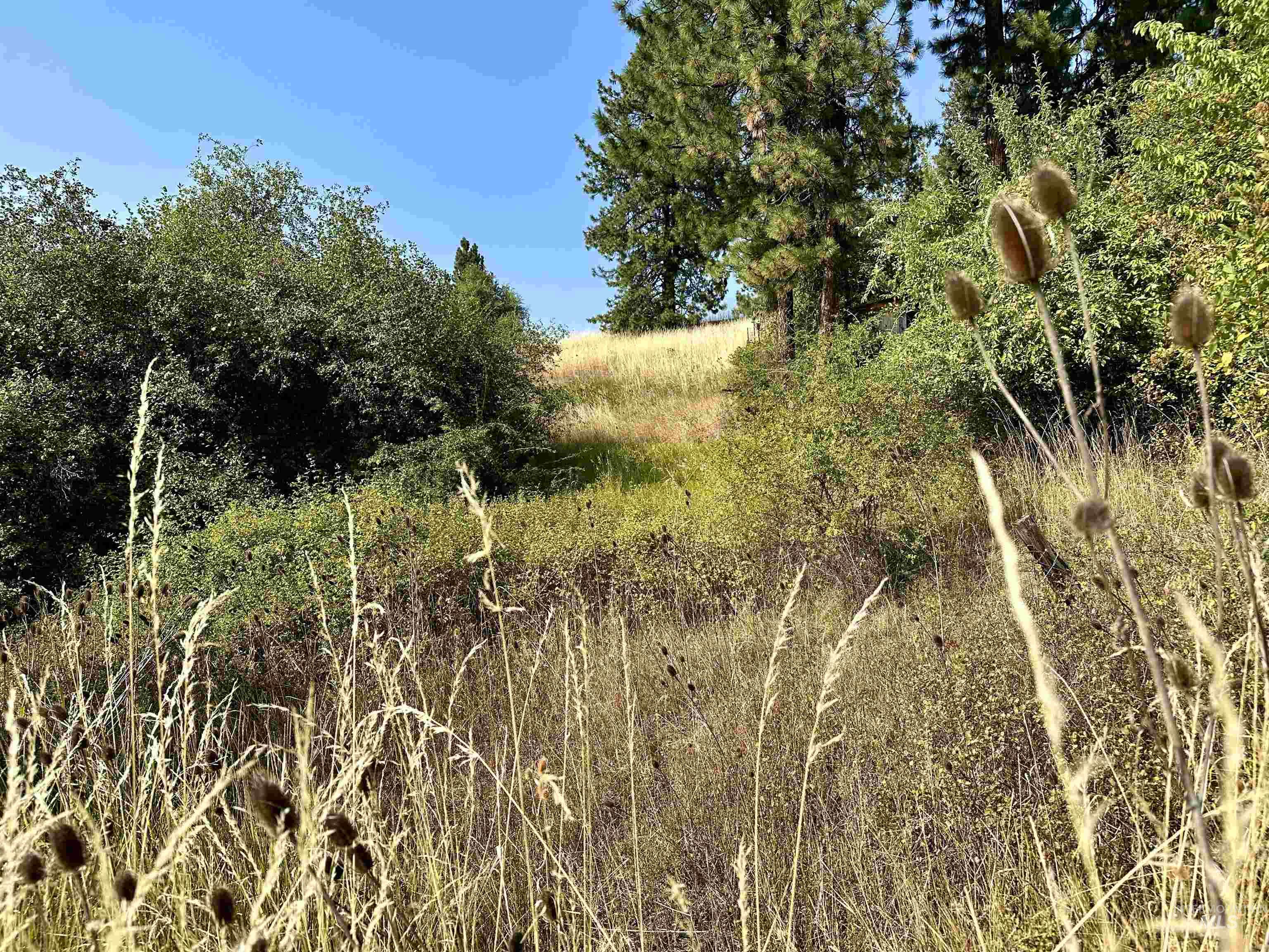 View of local wilderness