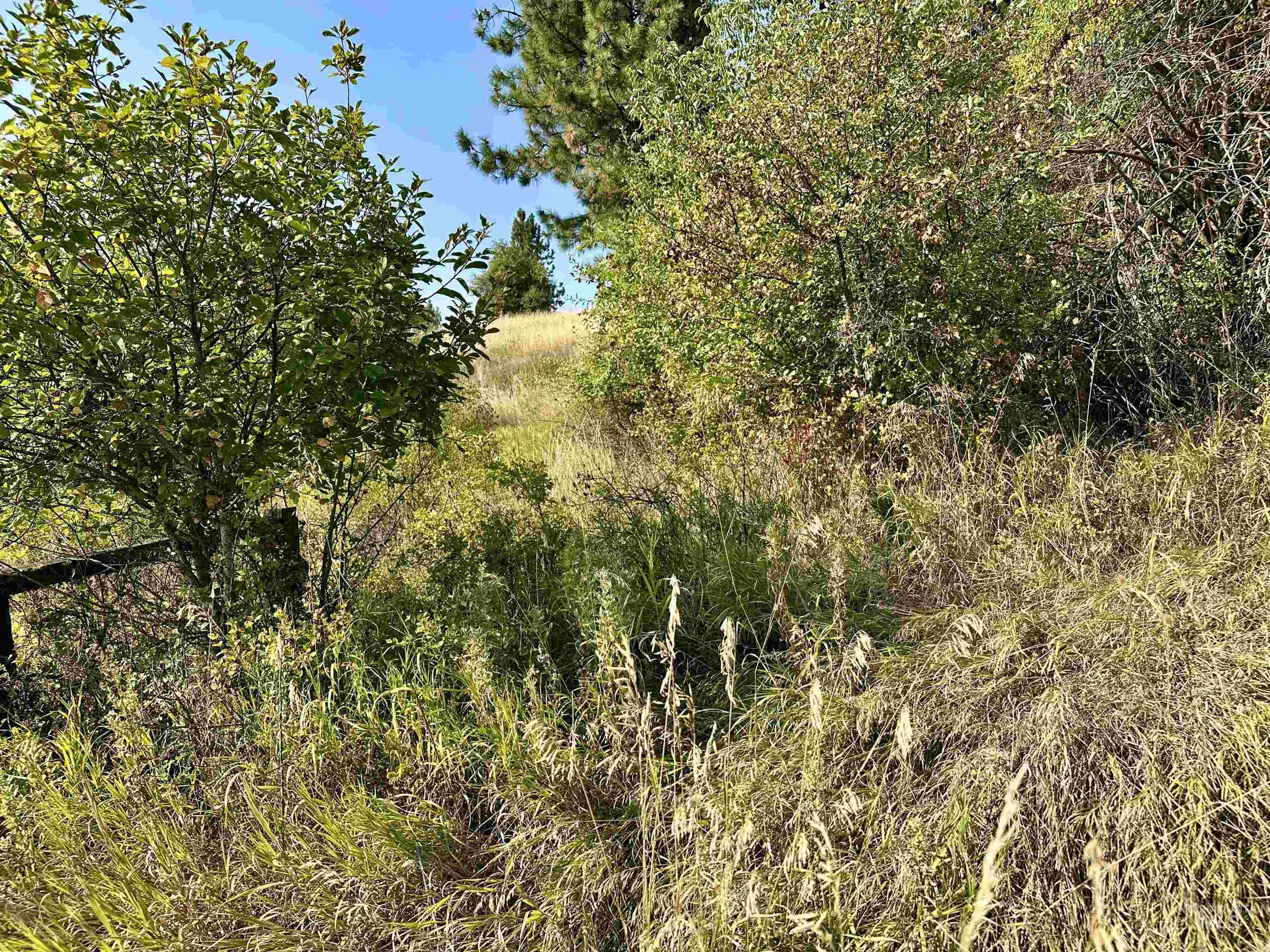 View of local wilderness