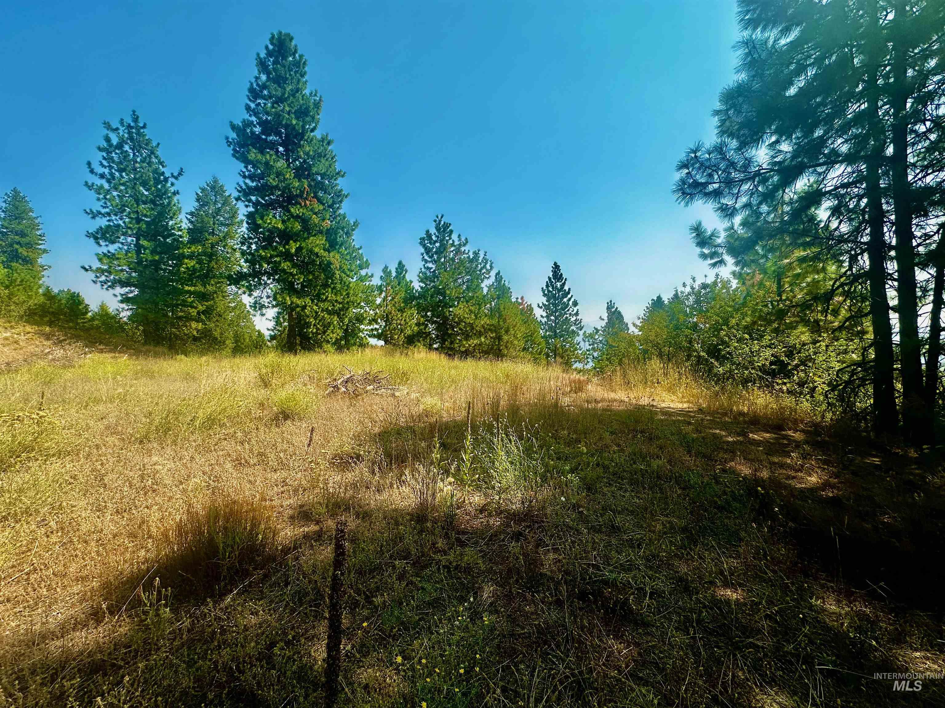 View of local wilderness