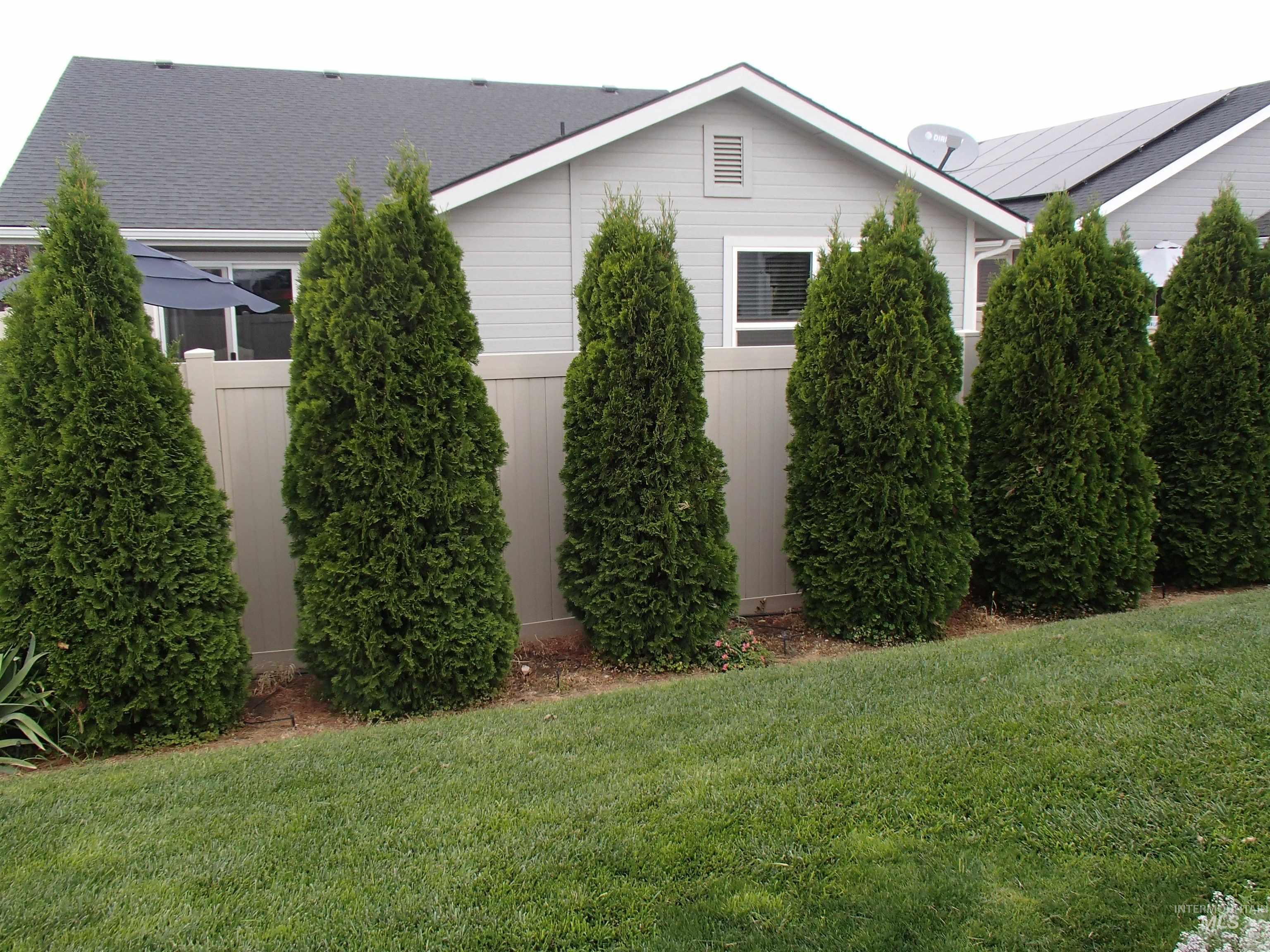 Privacy trees planted in back yard that will continue to grow to hide back of home