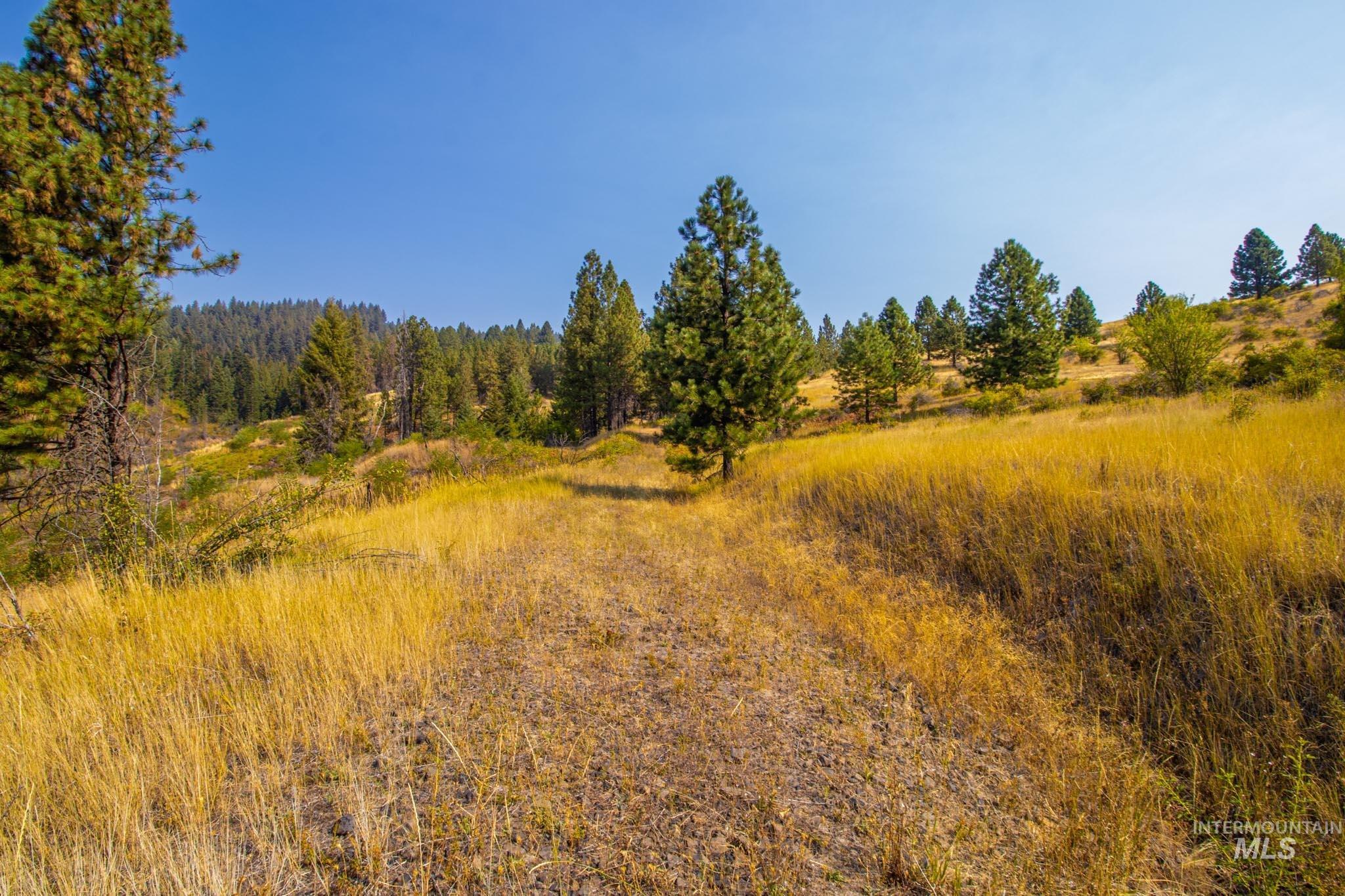 View of wooded area
