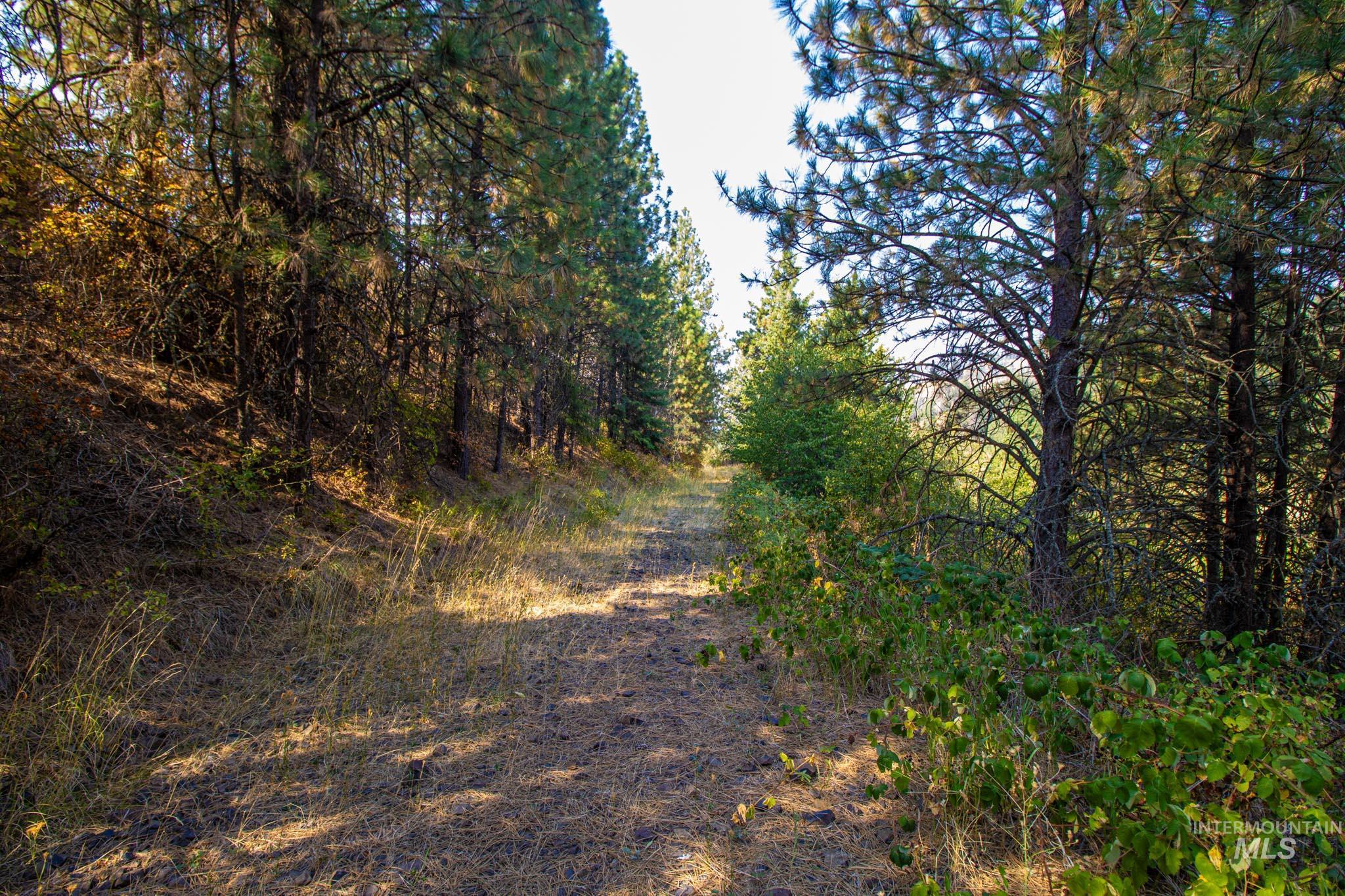 View of tree filled area