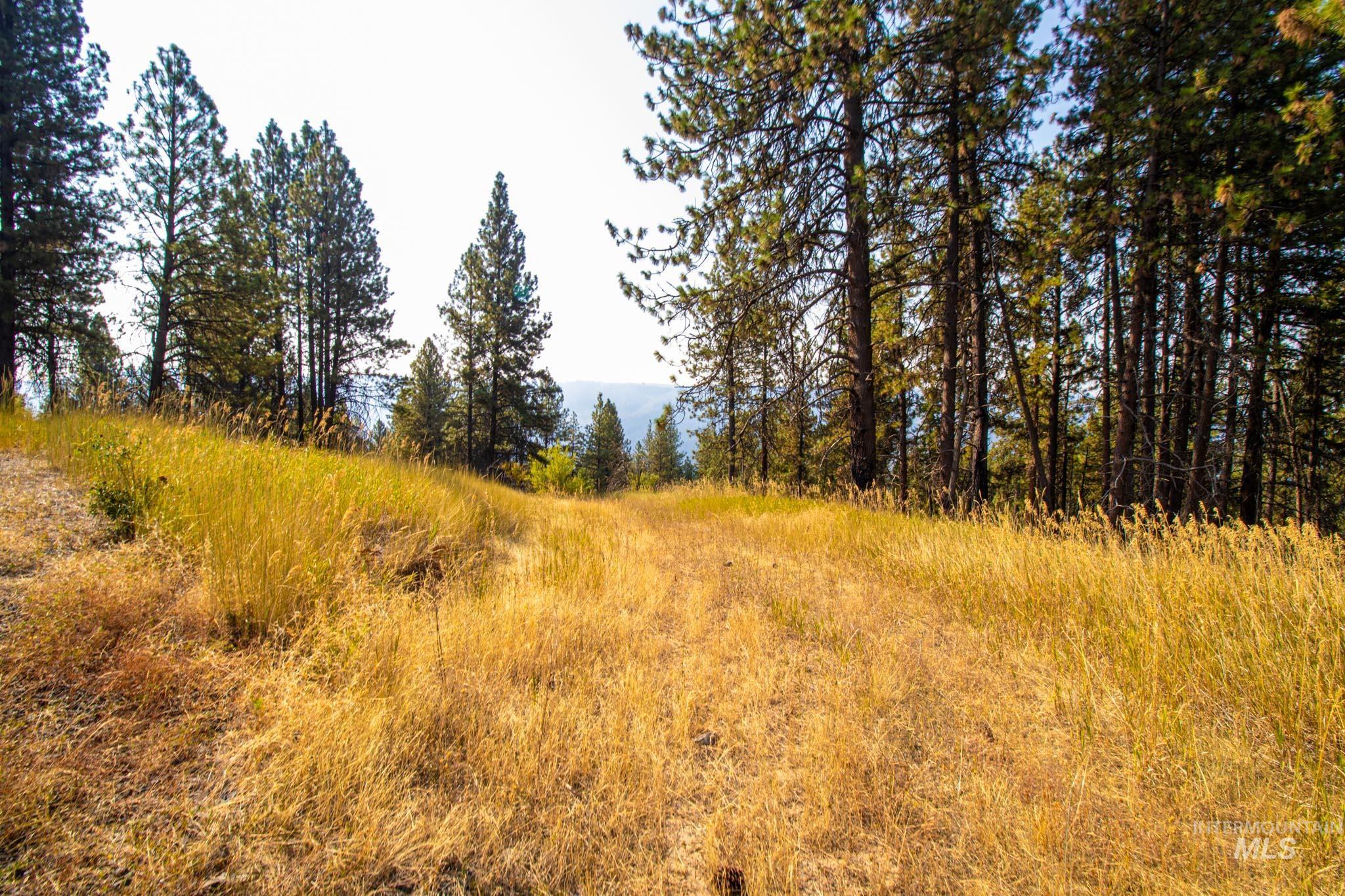 View of local wilderness