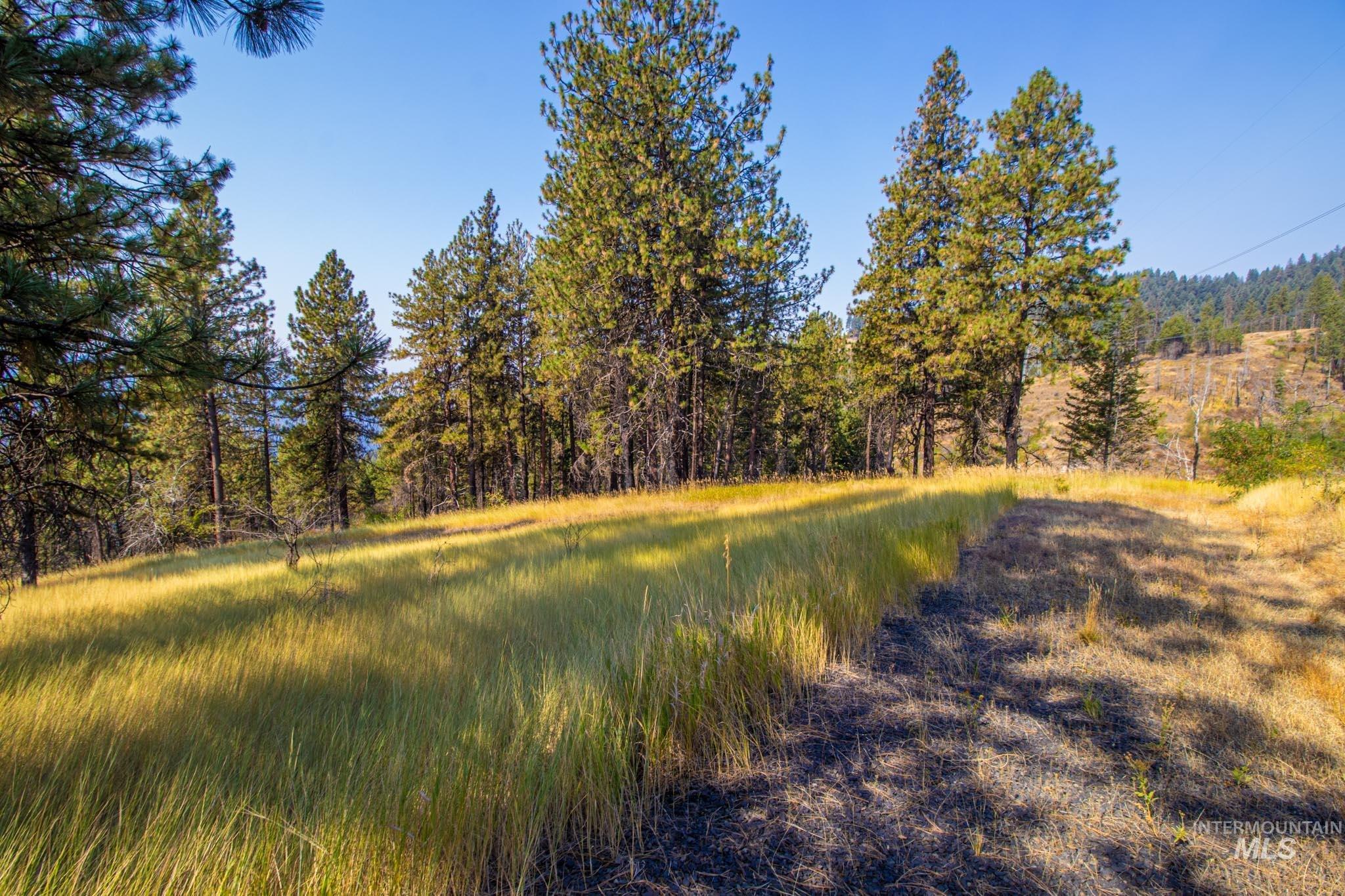 View of wooded area