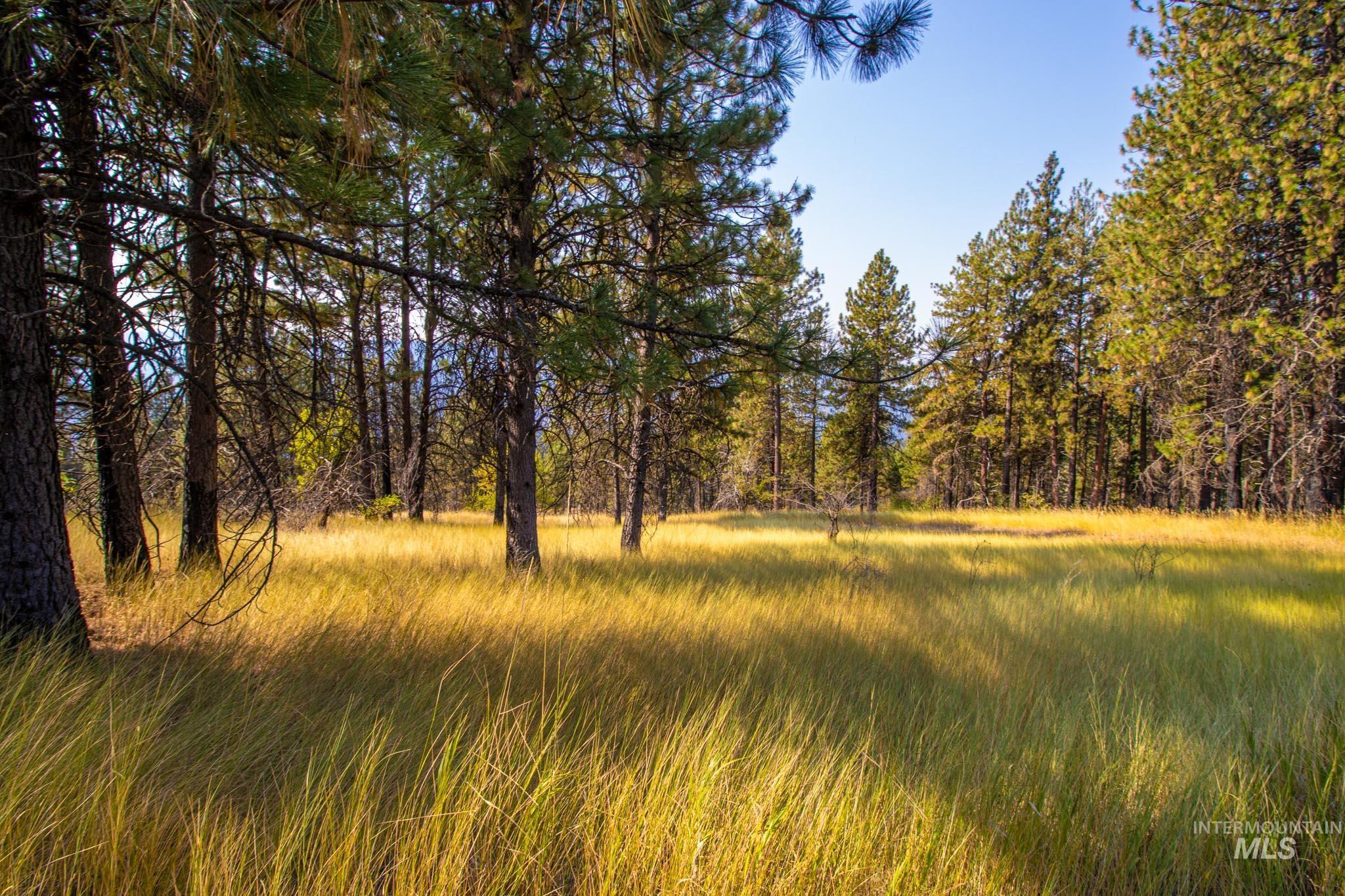 View of woods