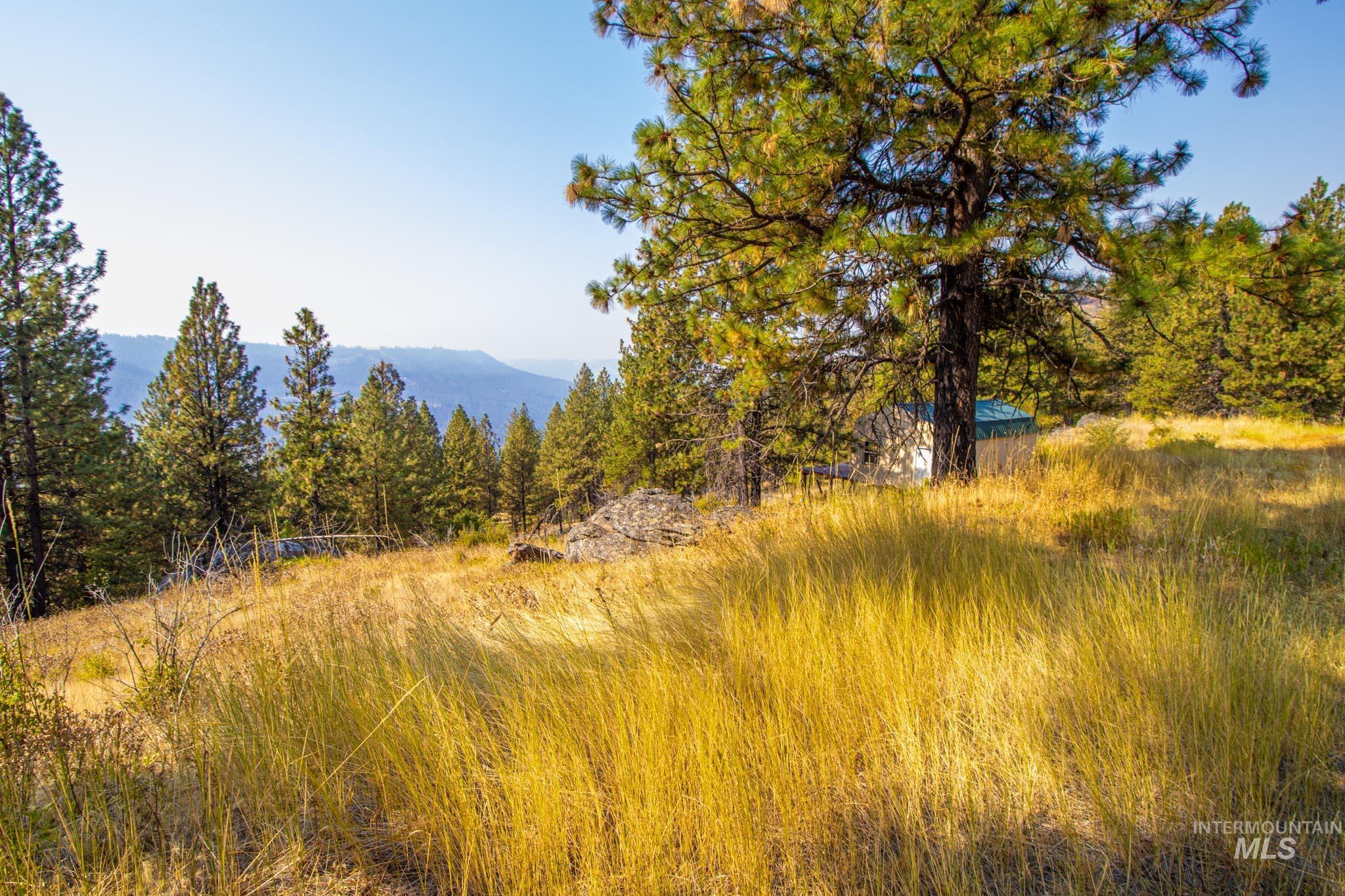 Mountain view with a forest