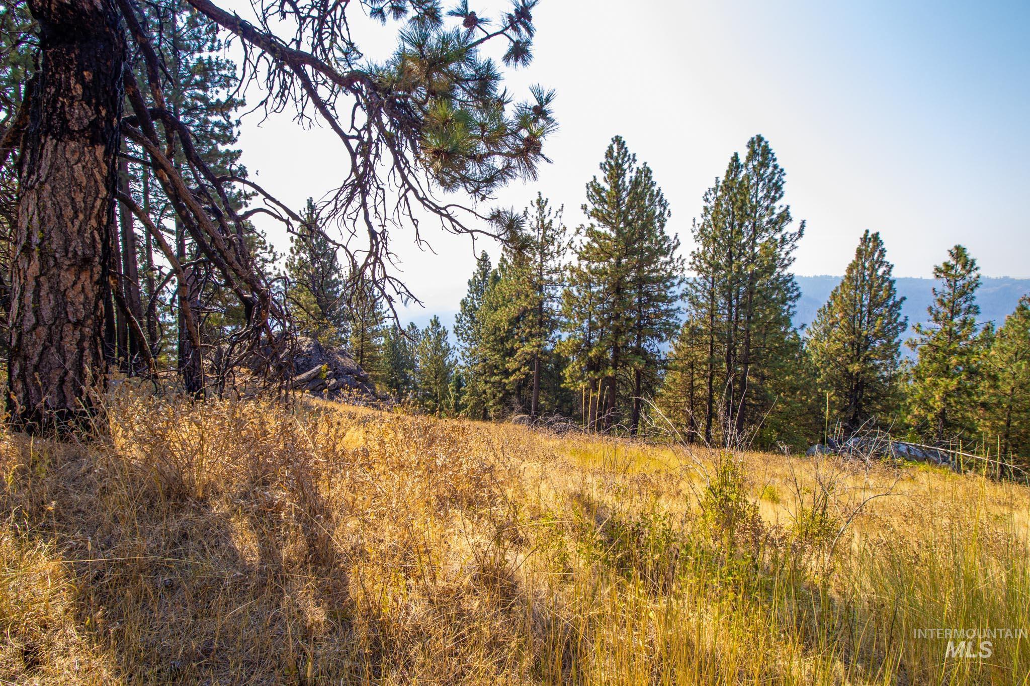 View of wooded area
