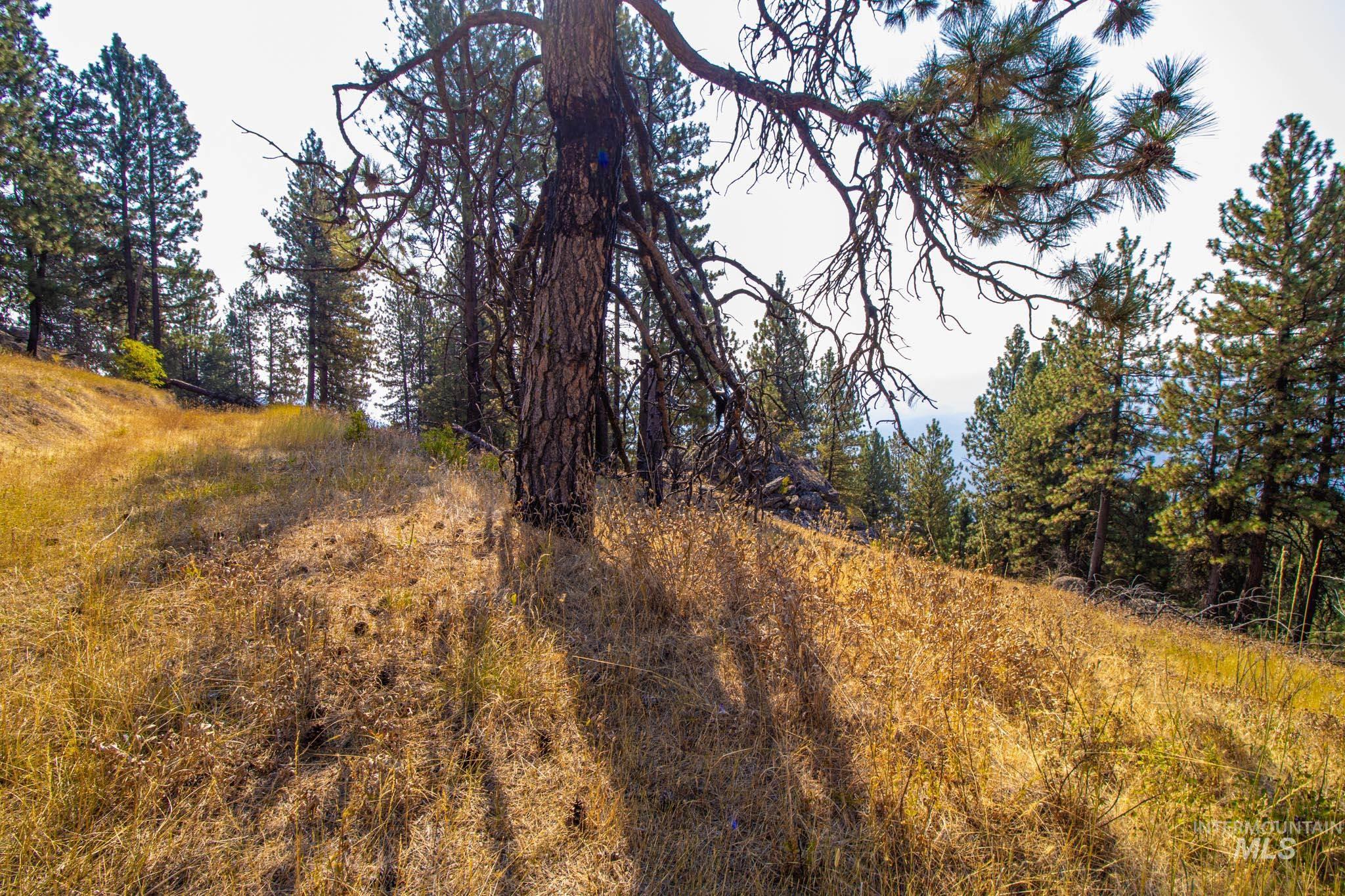 View of wooded area