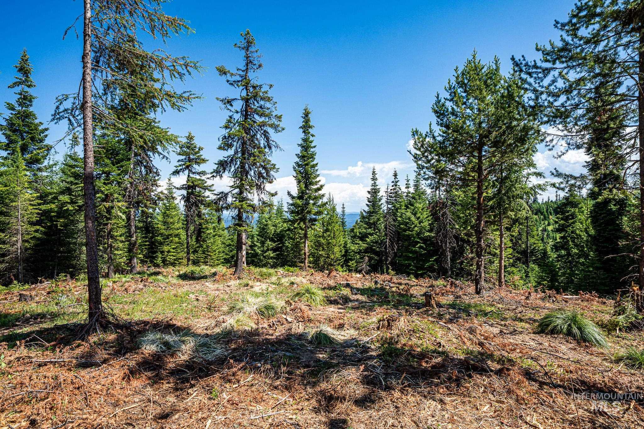 View of wooded area
