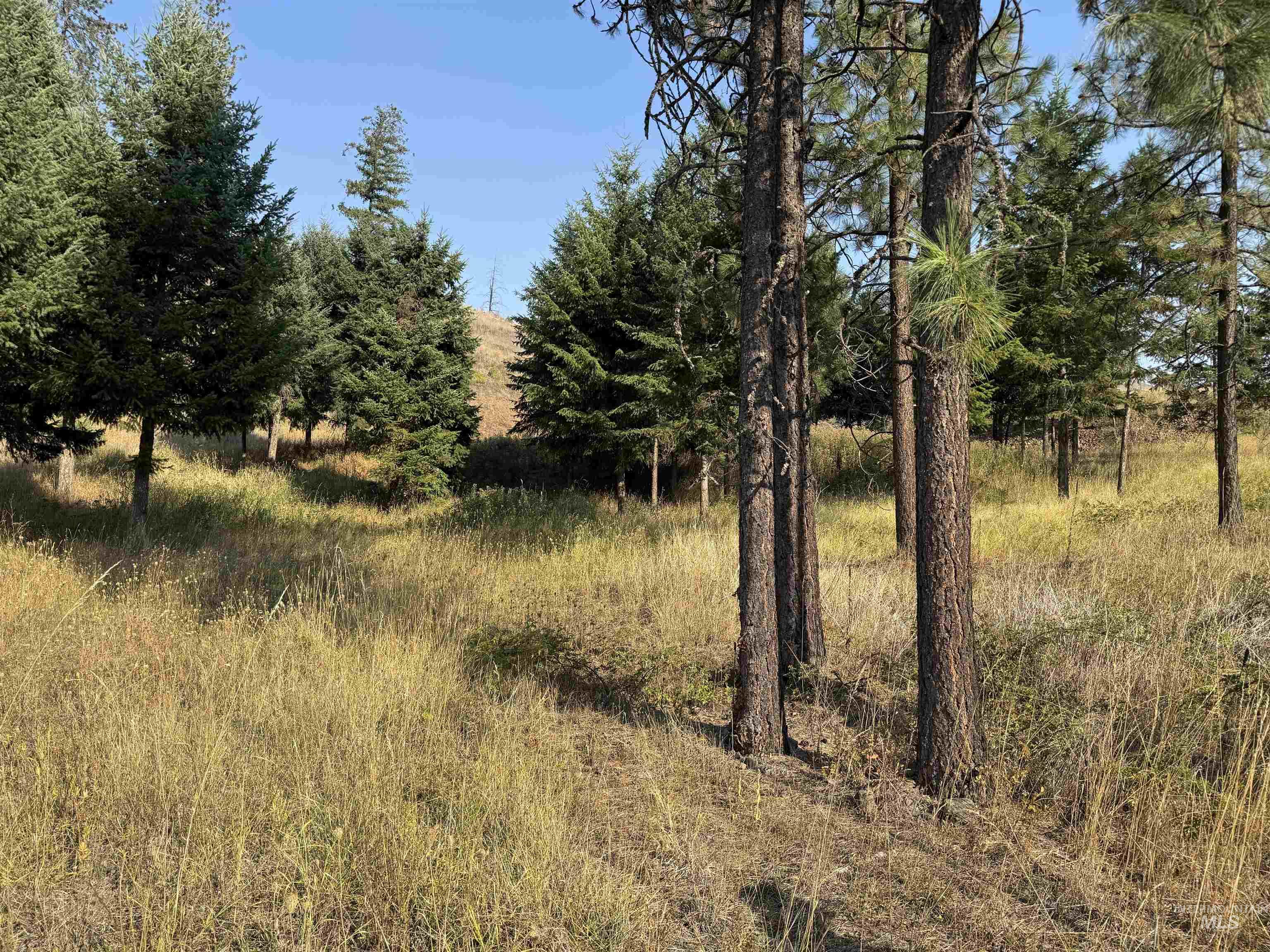 View of local wilderness