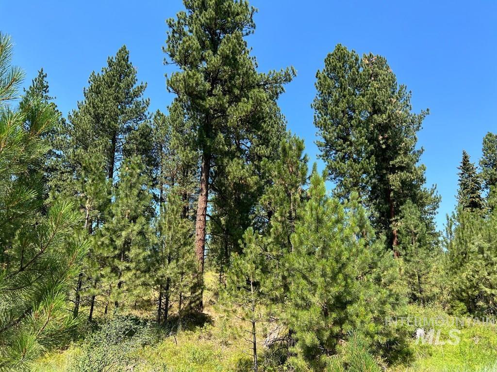 View of tree filled area