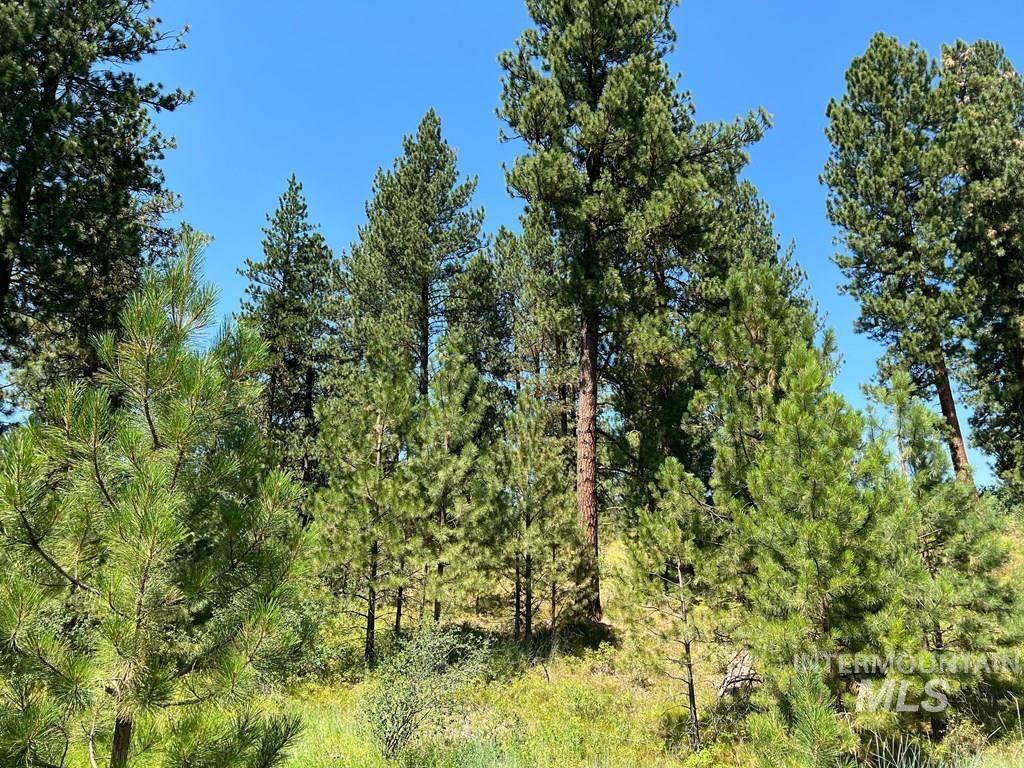 View of woods