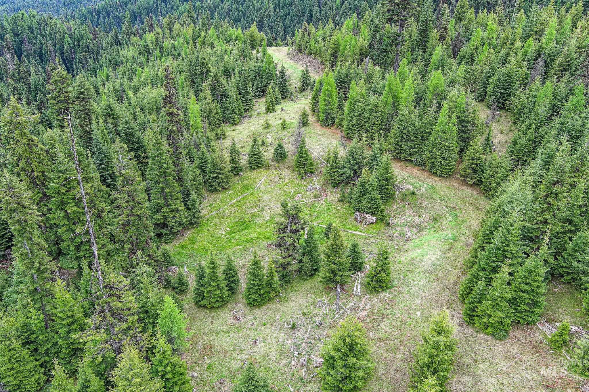 Bird's eye view of a forest