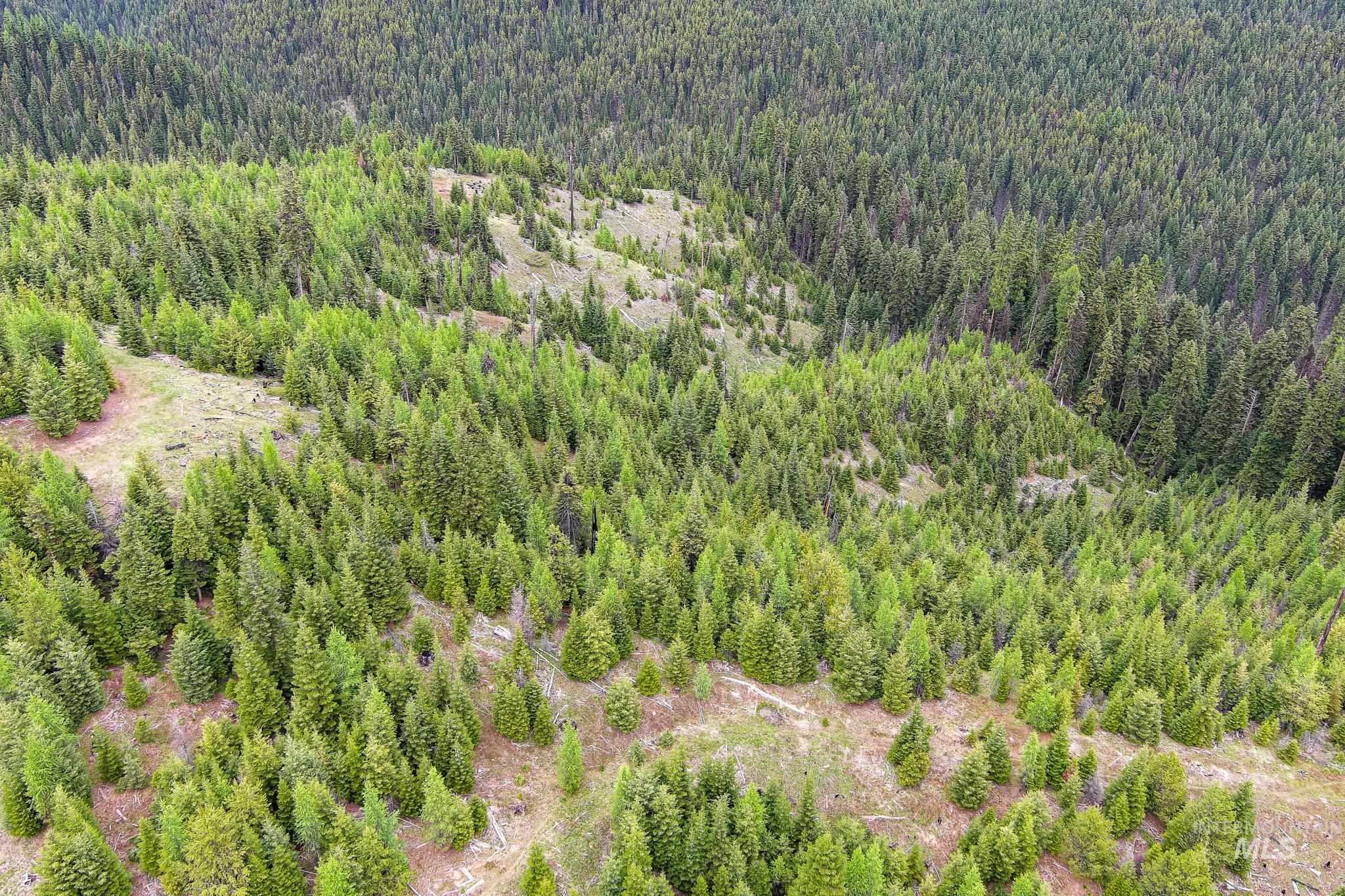 Bird's eye view of a heavily wooded area