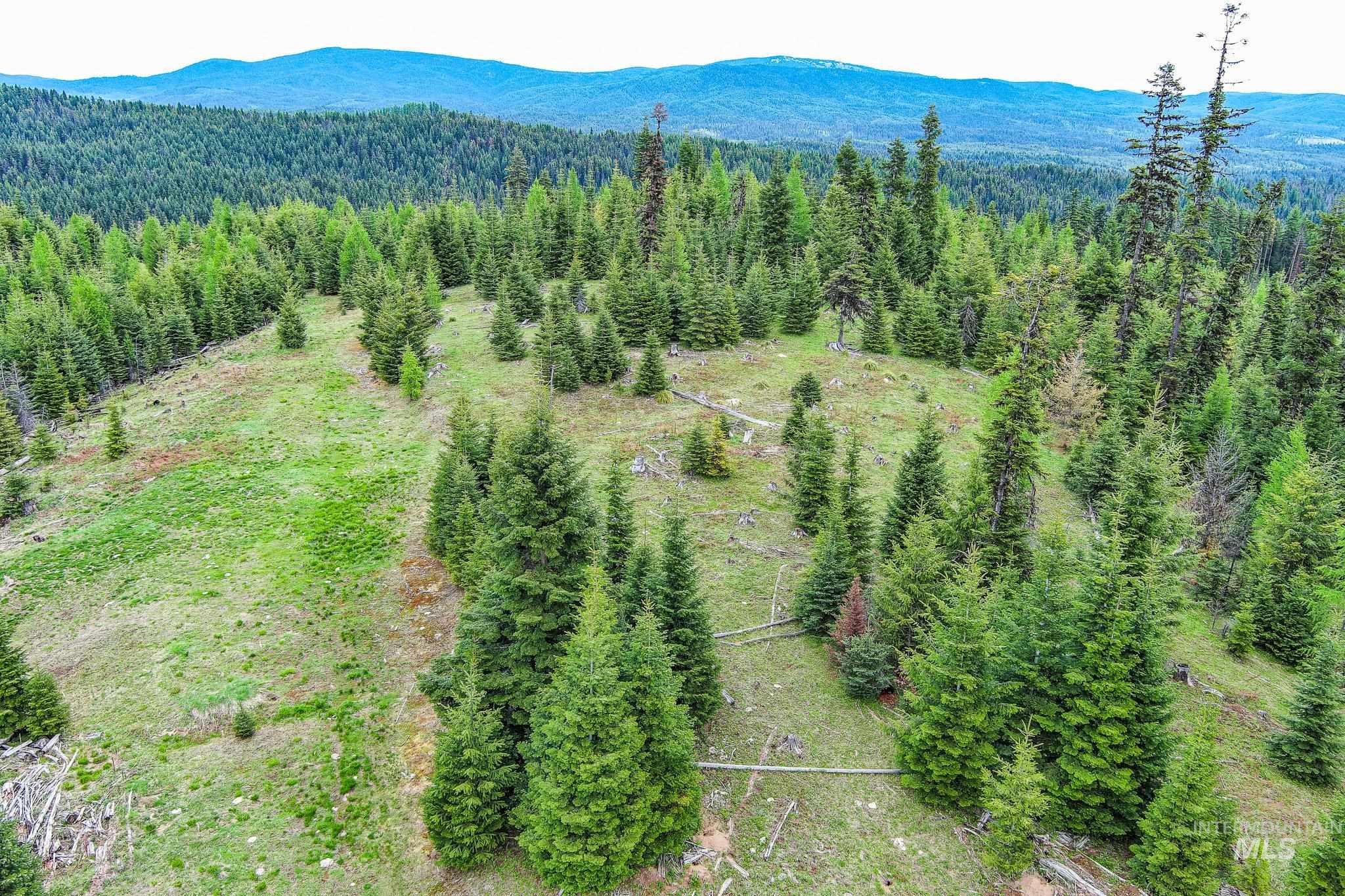 Aerial view of a heavily wooded area and a mountainous background
