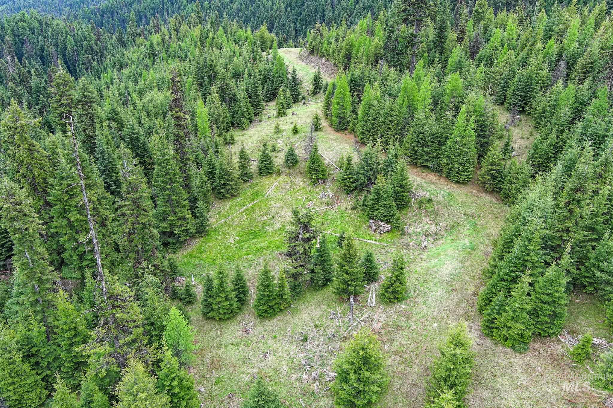 Aerial view of a forest
