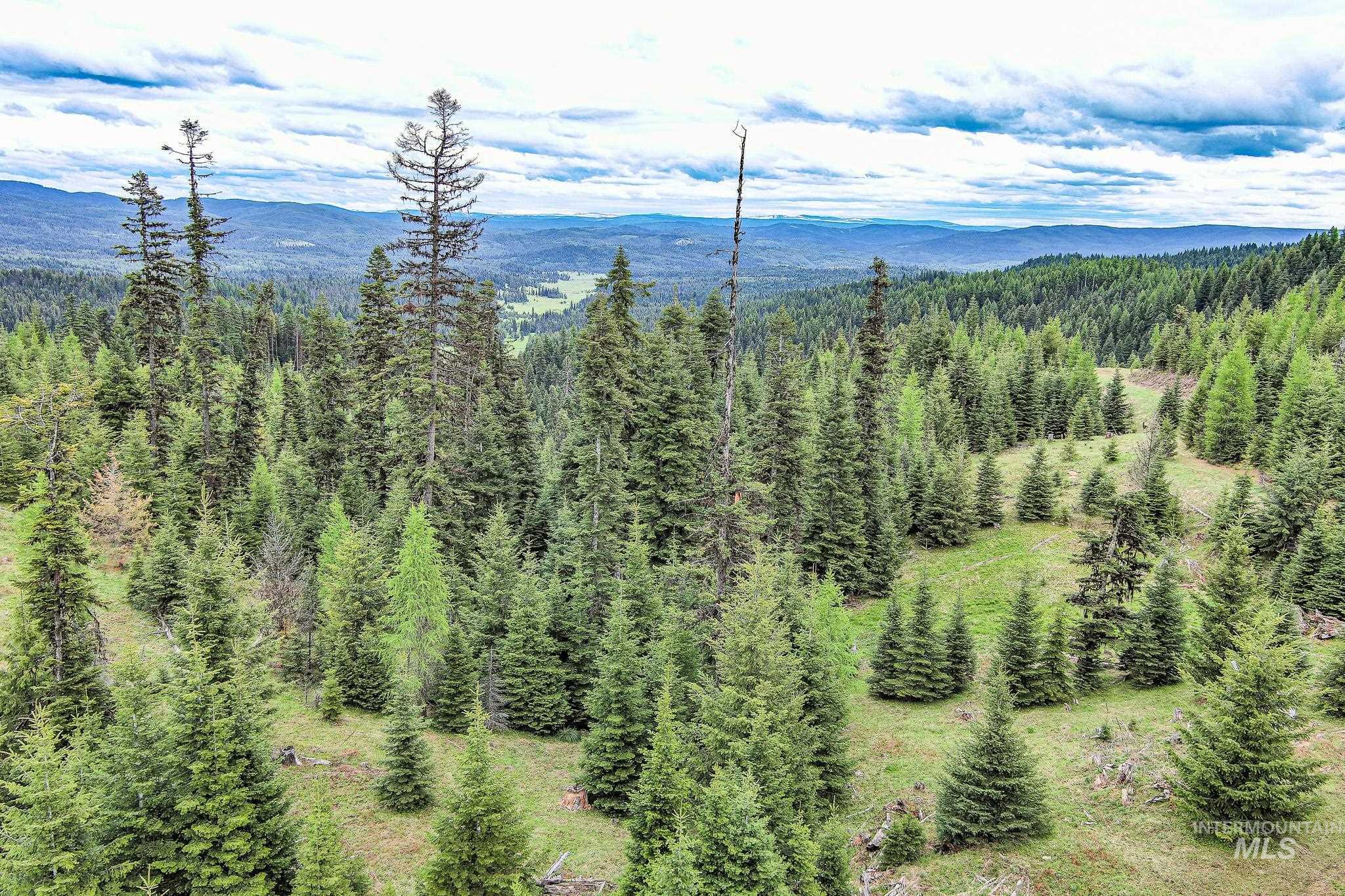 View of mountain background with a forest