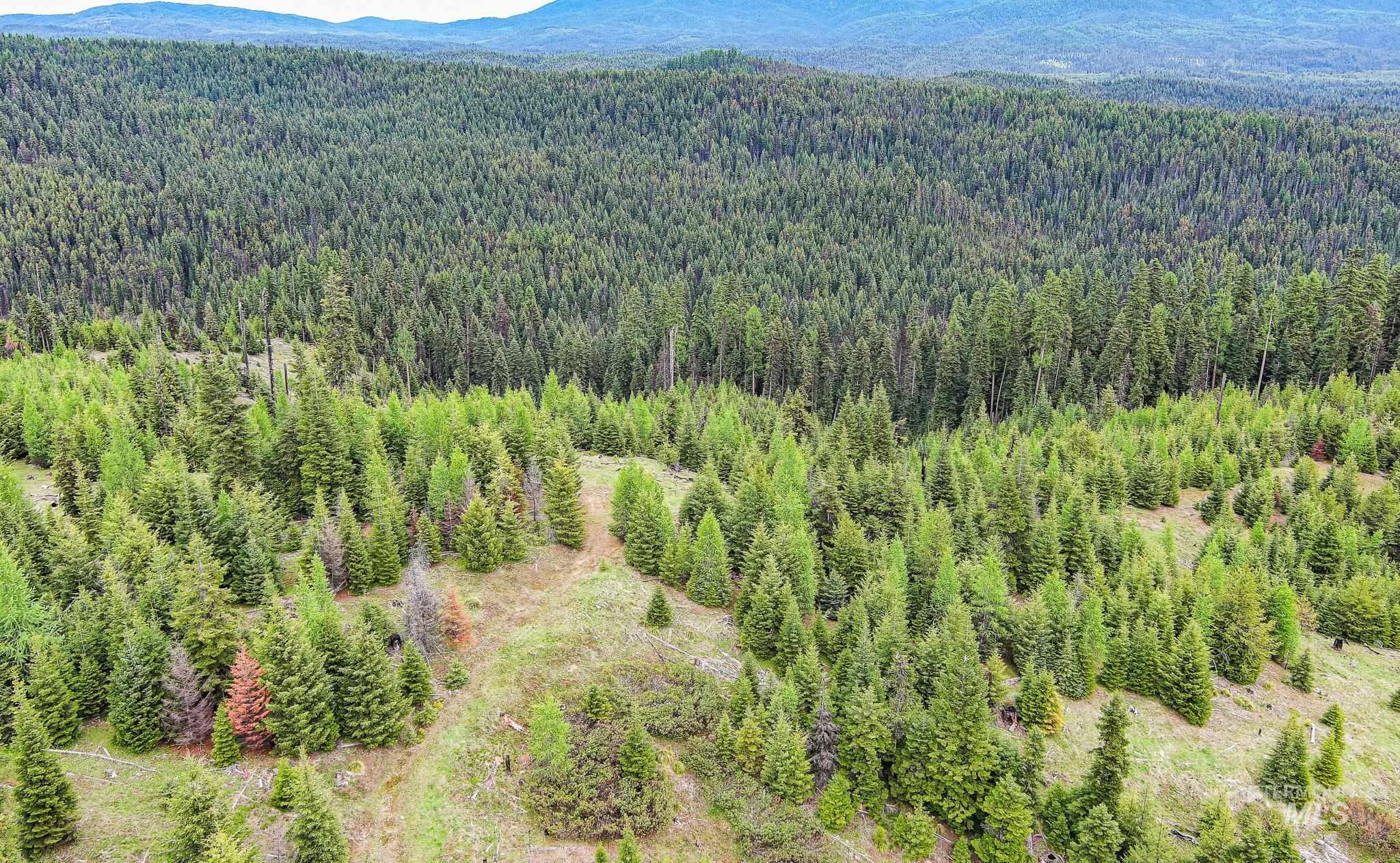 Aerial view of a mountain backdrop and a forest