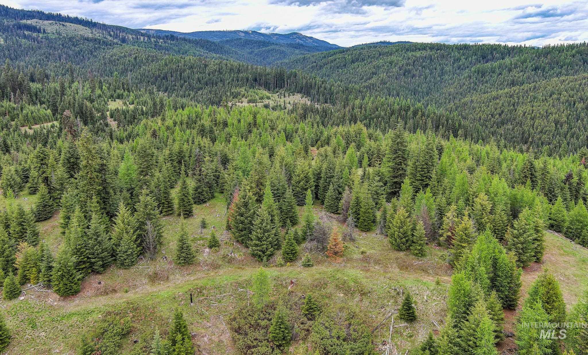Aerial view of a mountain backdrop and a forest