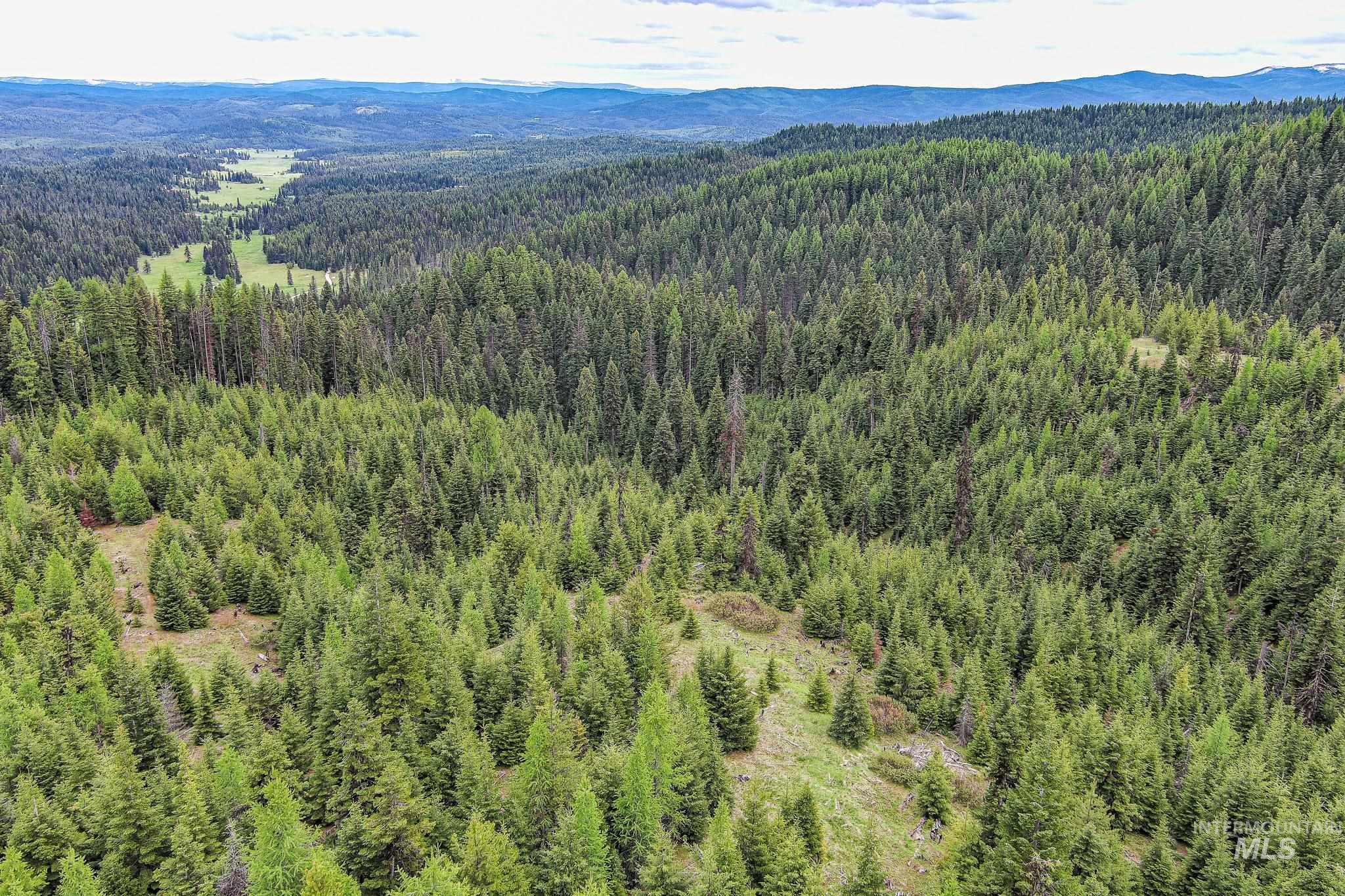 Drone / aerial view of a heavily wooded area and a mountainous background