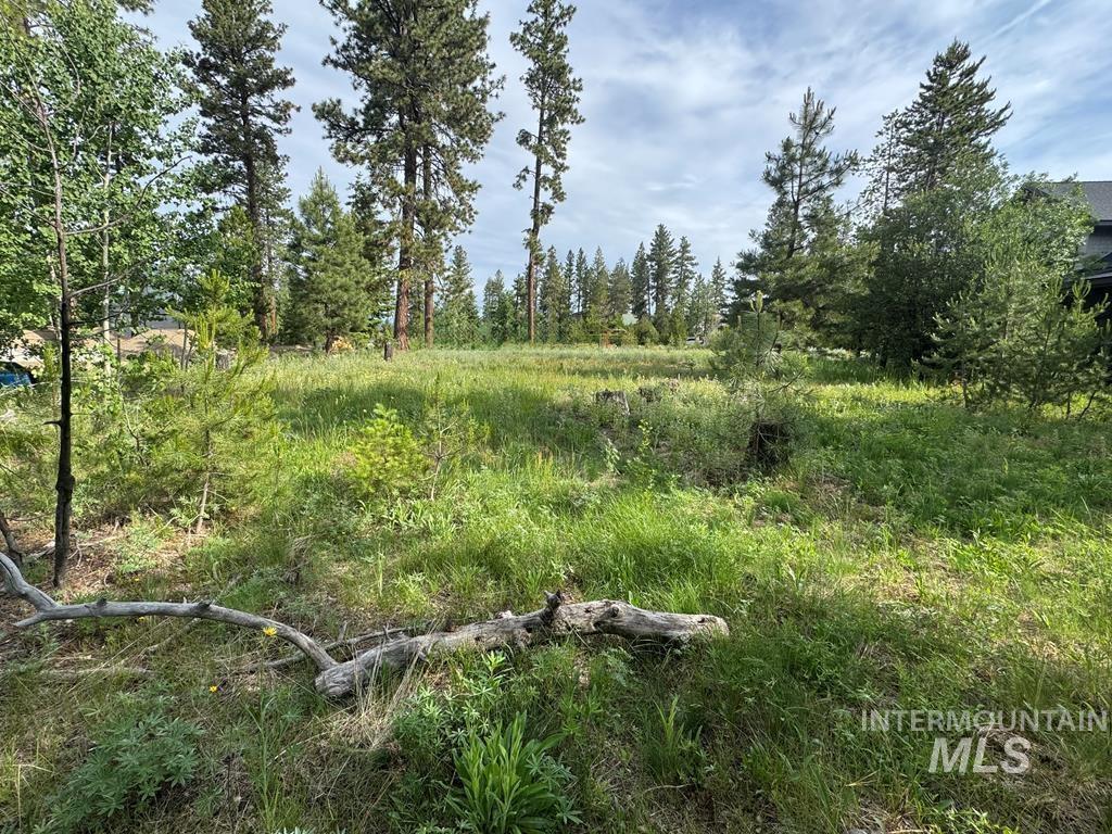 View of local wilderness