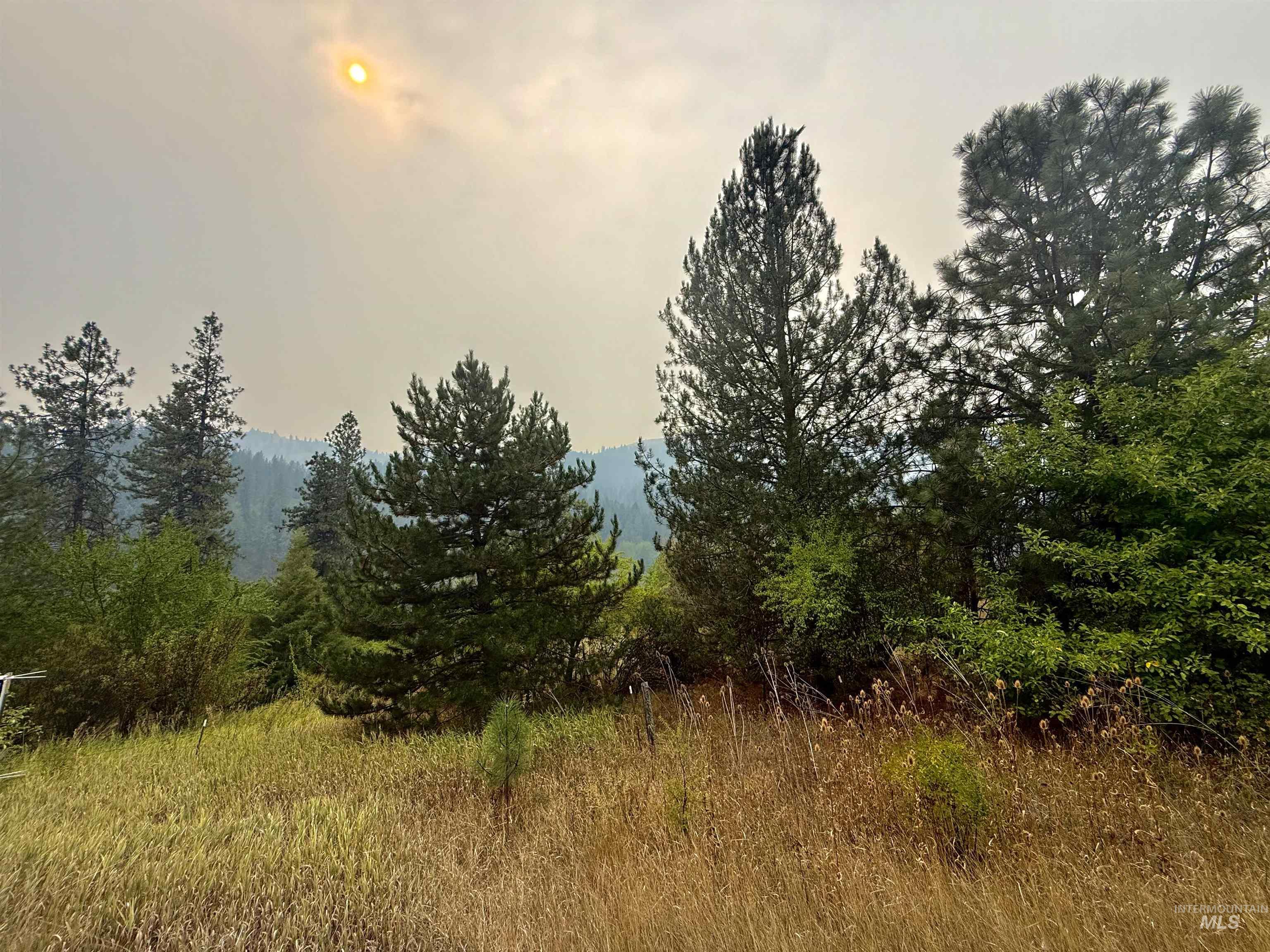 View of local wilderness
