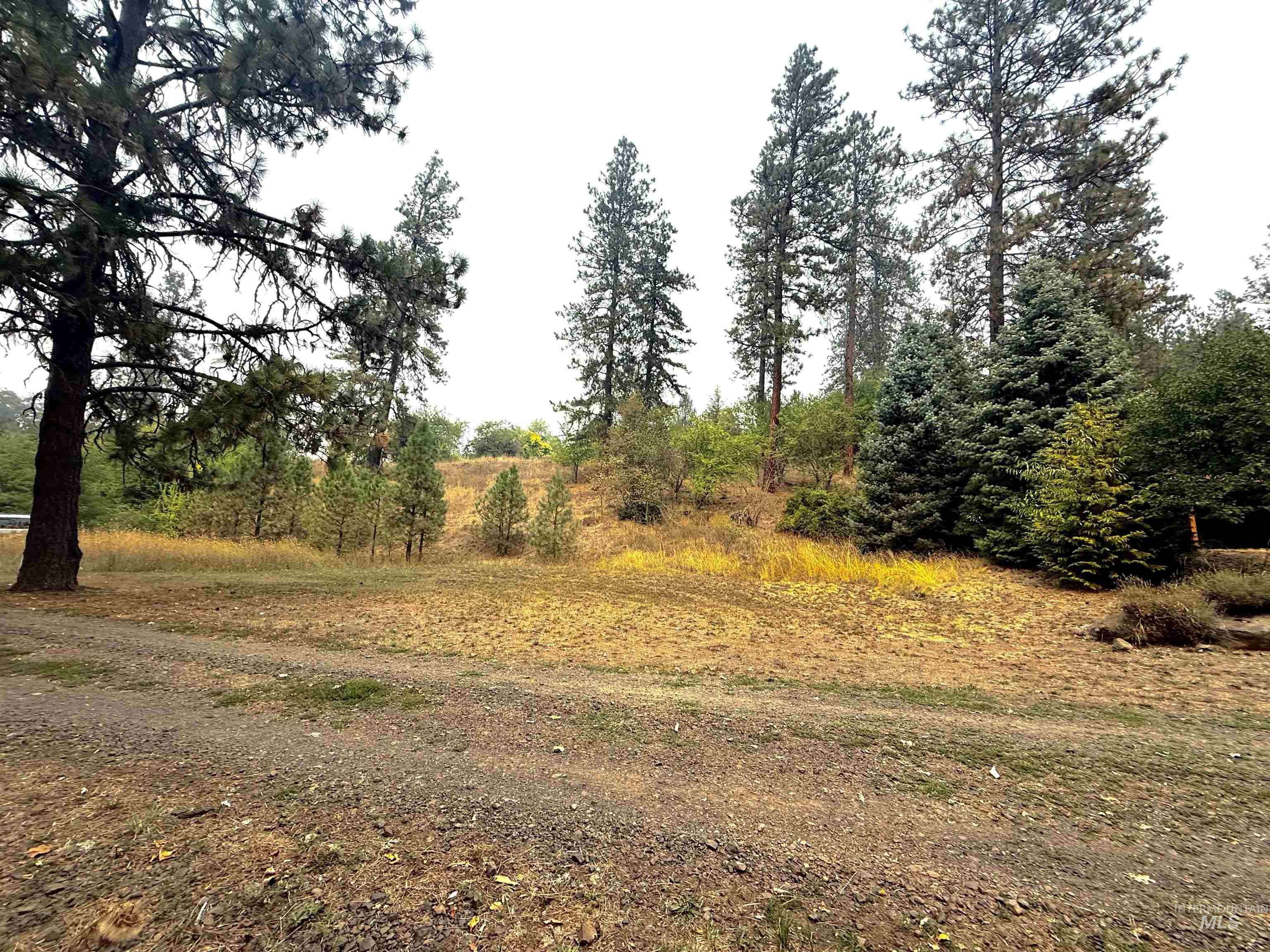 View of local wilderness