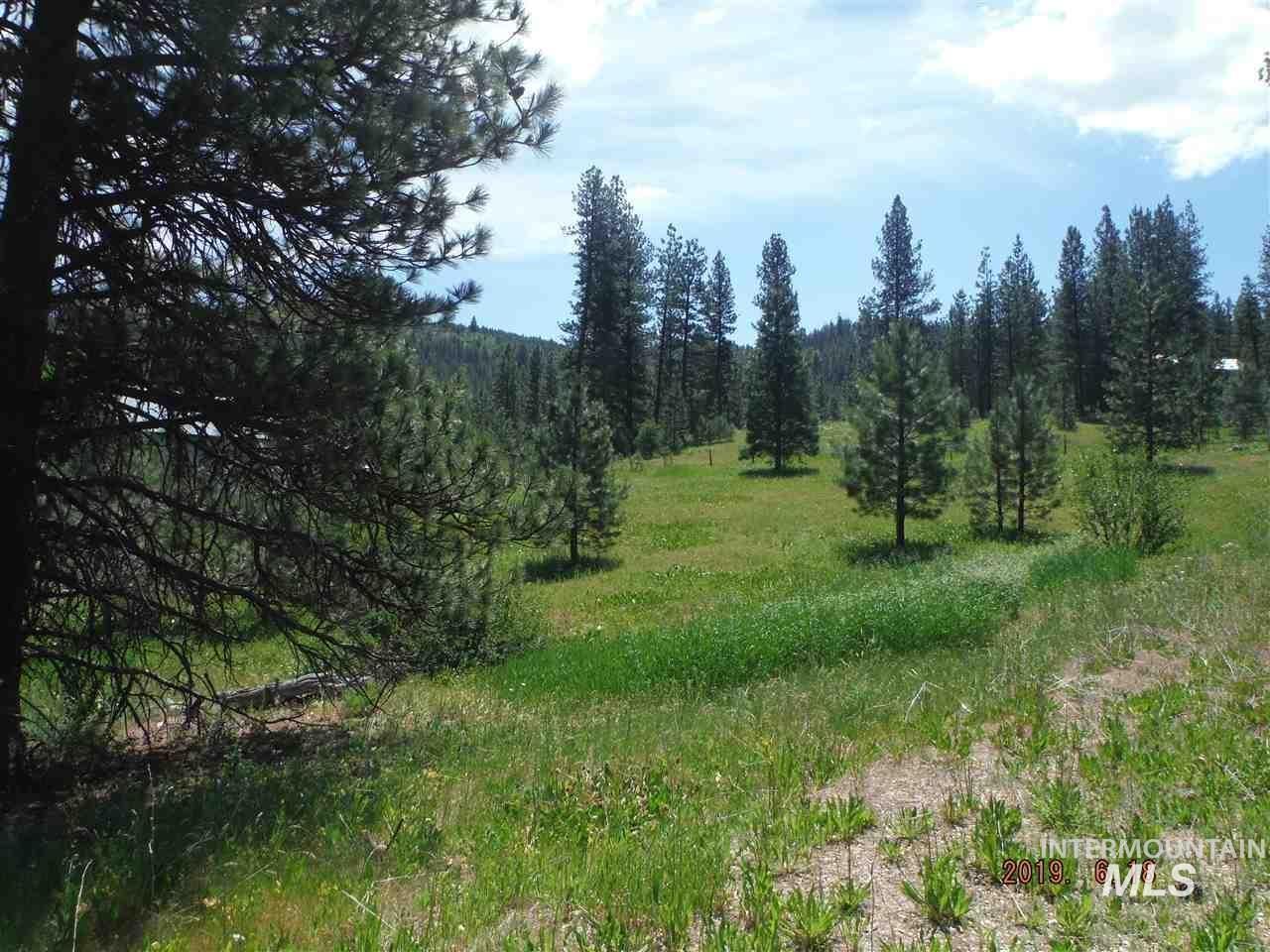 View of tree filled area