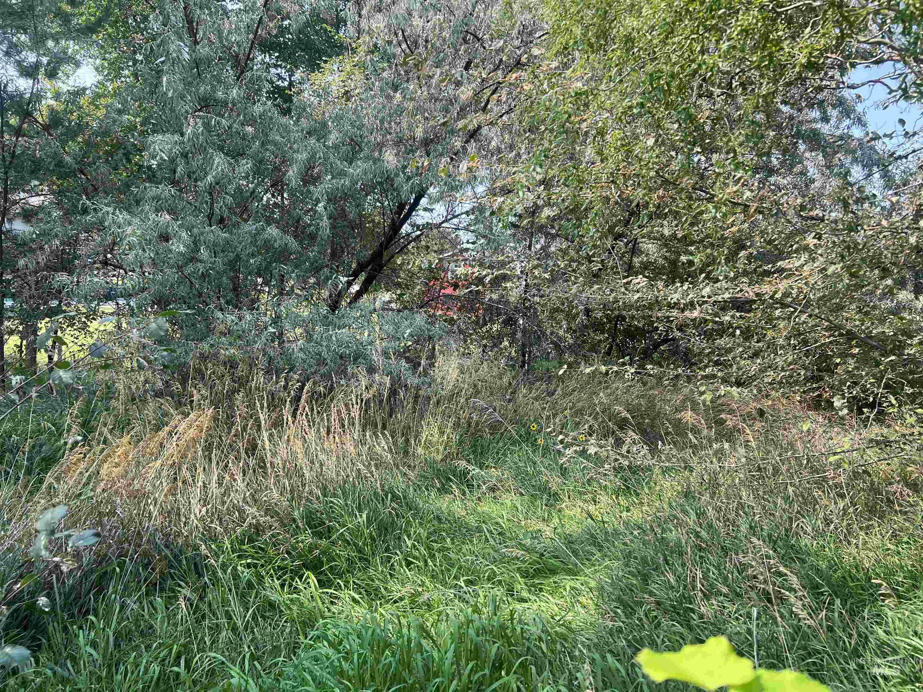 View of undeveloped land