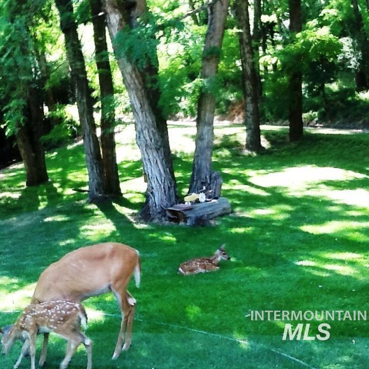 View of grassy yard
