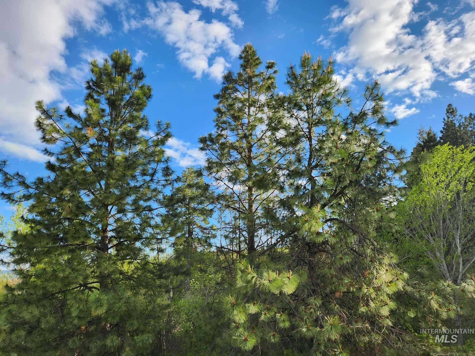 View of woods