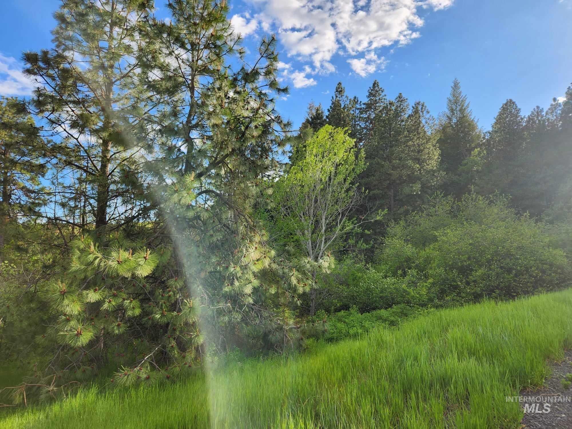 View of wooded area