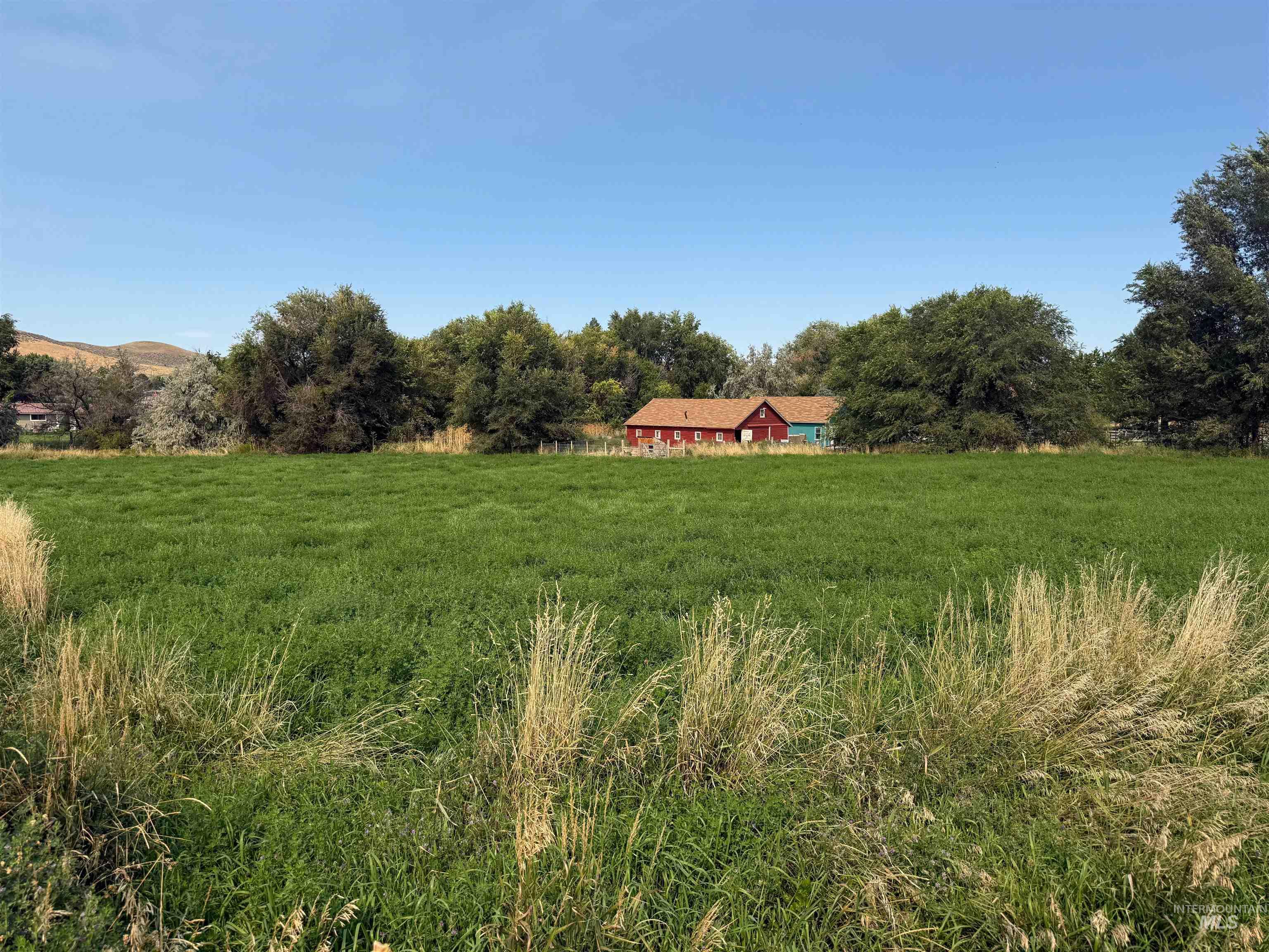 Irrigated Alfalfa Field