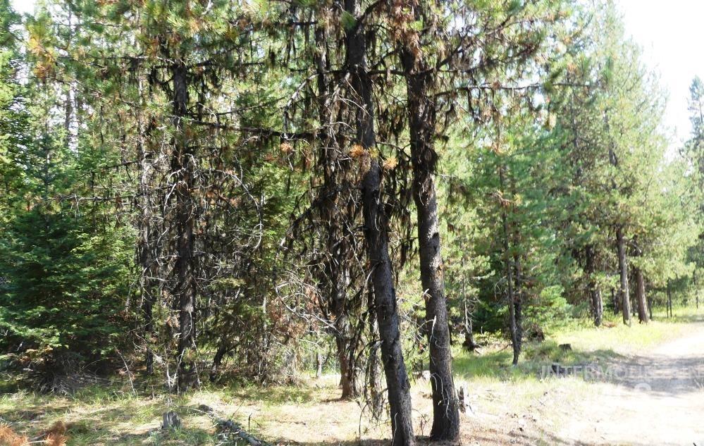 TBD Homestead Road, Donnelly, Idaho 83615, Land For Sale, Price $199,000, 98961301