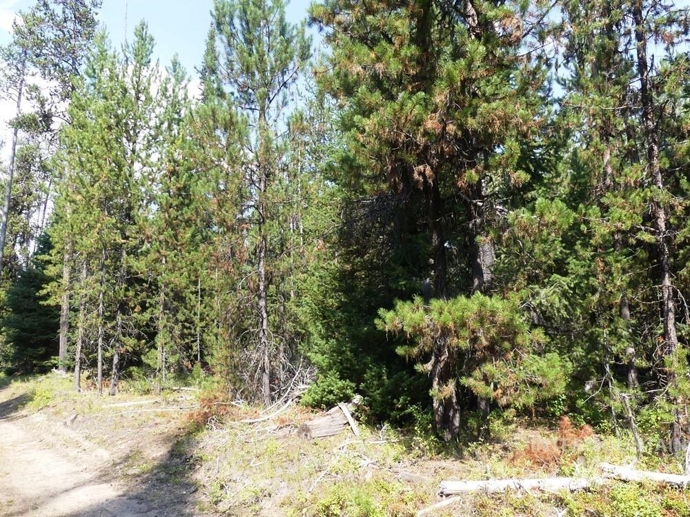 TBD Homestead Road, Donnelly, Idaho 83615, Land For Sale, Price $199,000, 98961301