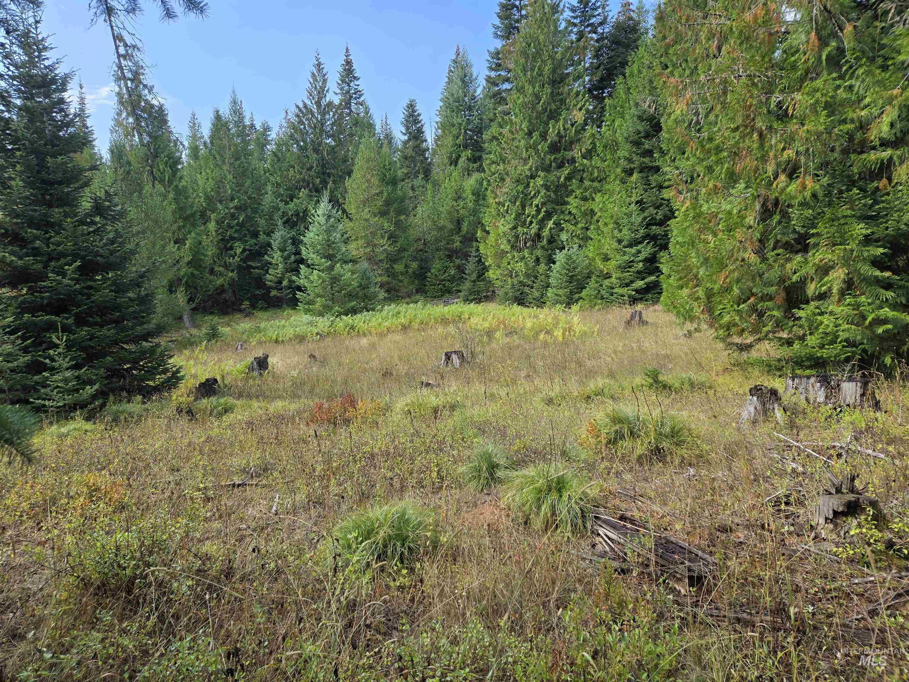 View of wooded area